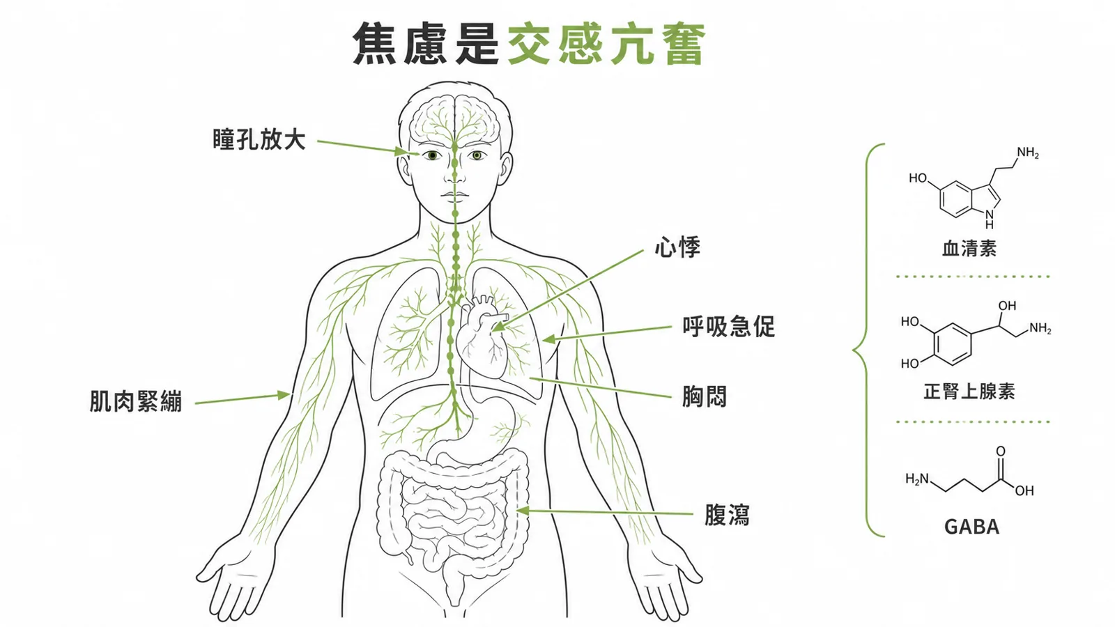 焦慮是交感神經亢奮：心悸、喘、胸悶、腹瀉、瞳孔放大；三大神經傳導是血清素、正腎上腺素、GABA