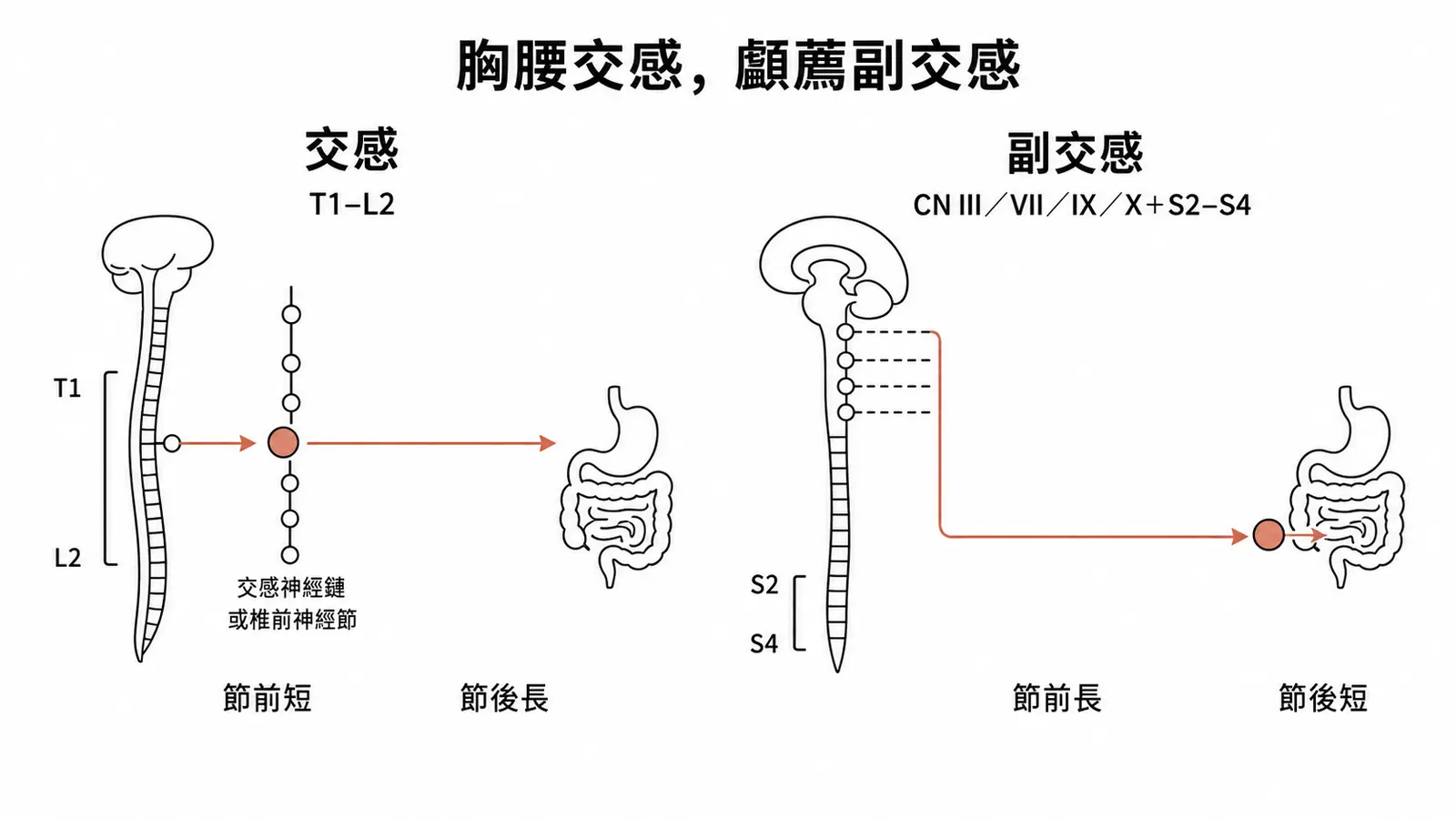 胸腰交感與顱薦副交感:交感短節前長節後,副交感長節前短節後