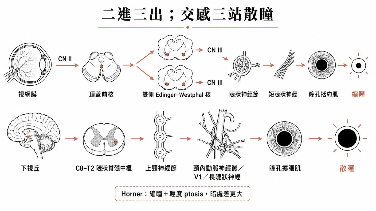 瞳孔副交感與交感雙路徑:CN II 傳入 CN III 縮瞳,以及 hypothalamus 至 C8-T2、上頸神經節、內頸動脈的三神經元散瞳路徑