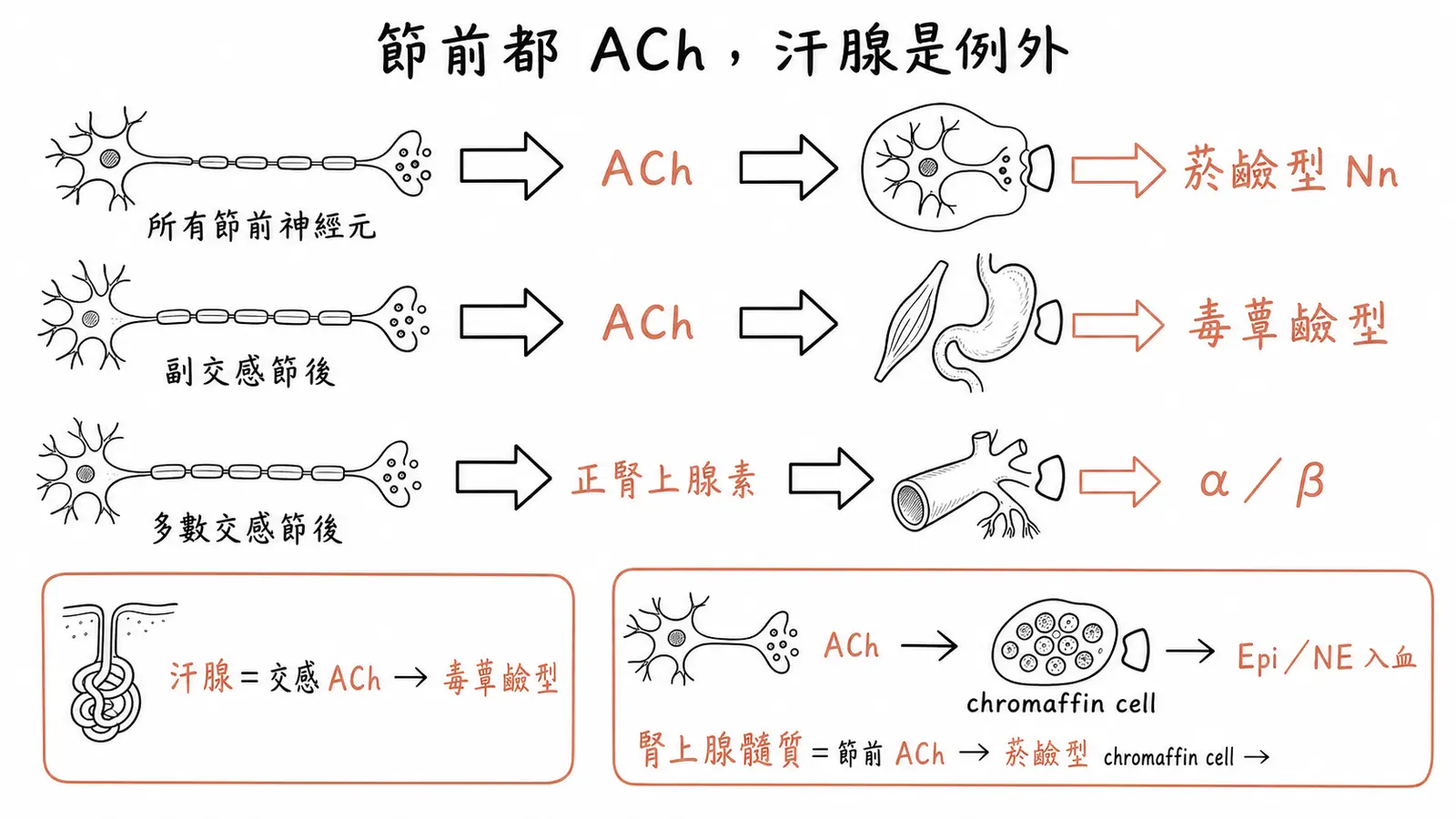自主神經傳遞物地圖:所有節前 ACh-nicotinic,副交感節後 ACh-muscarinic,多數交感節後 norepinephrine,汗腺例外