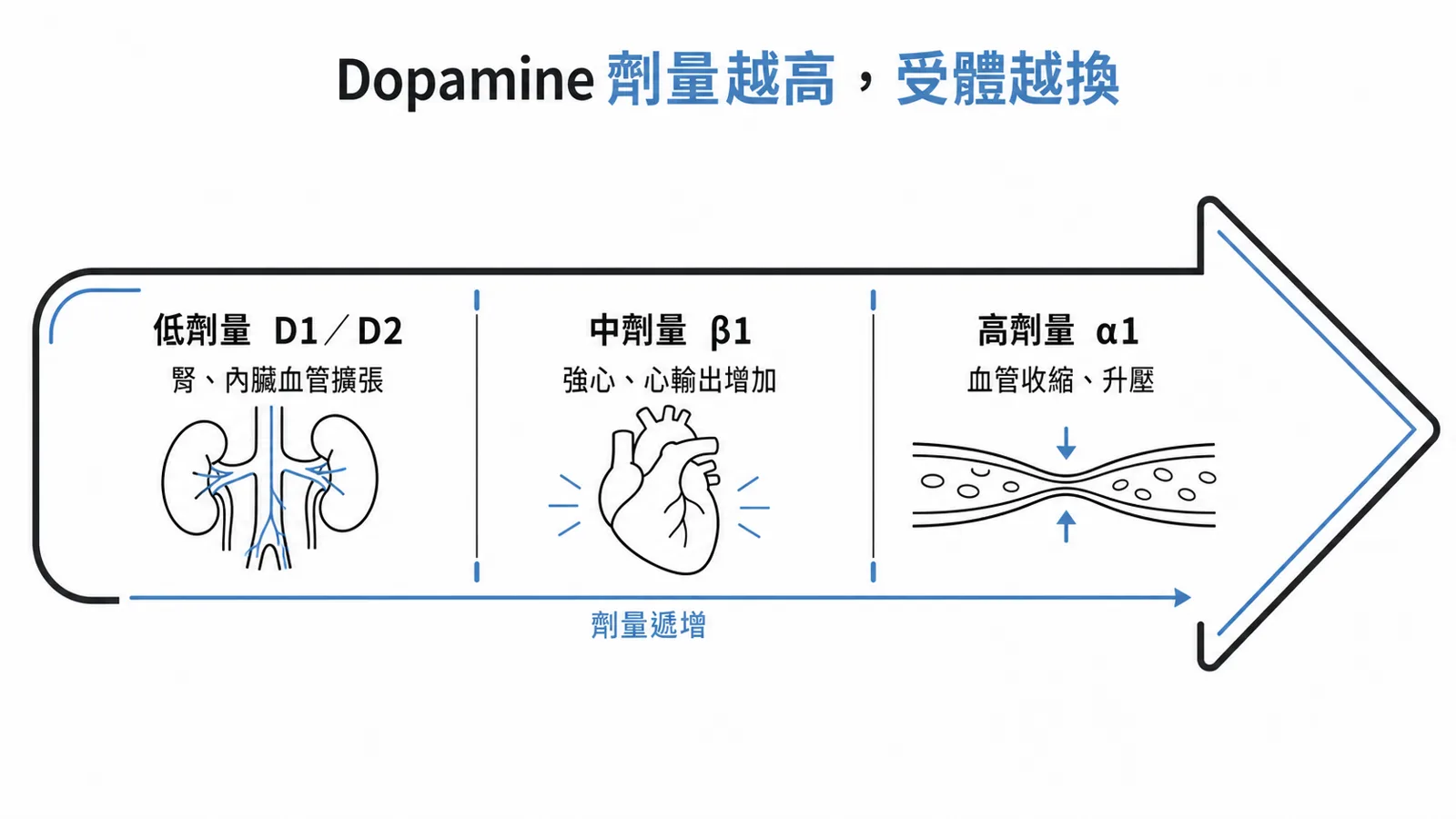 Dopamine 劑量依賴：低劑量作用在 D1／D2、中劑量 β1、高劑量 α1
