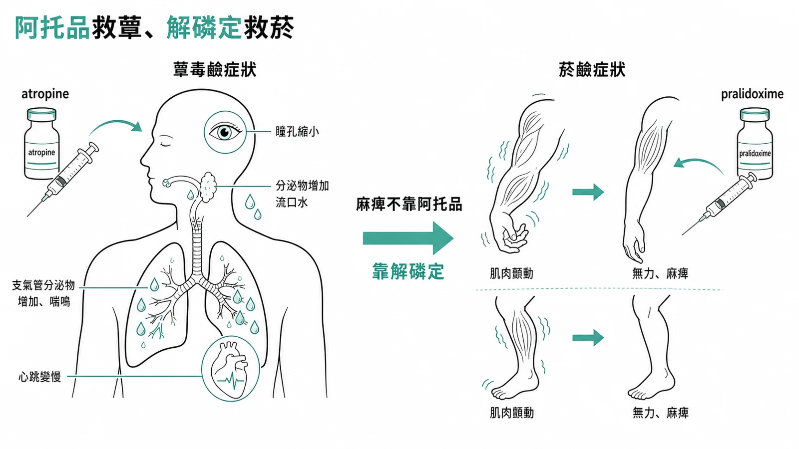 有機磷中毒解毒：atropine 解 muscarinic 症狀、pralidoxime 解 nicotinic 麻痺