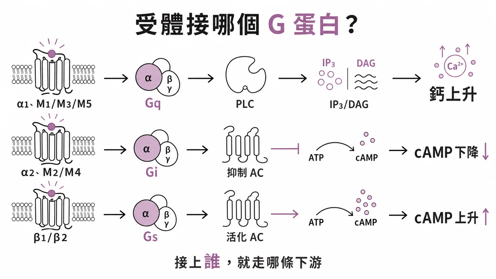 自主神經受體與 G 蛋白地圖：α1 與奇數 muscarinic 走 Gq 升鈣、α2 與偶數 muscarinic 走 Gi 降 cAMP、所有 β 走 Gs 升 cAMP