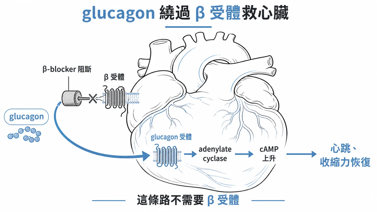 β-blocker 過量解毒：glucagon 繞過 β 受體、經 glucagon 受體升 cAMP，恢復心跳與收縮力