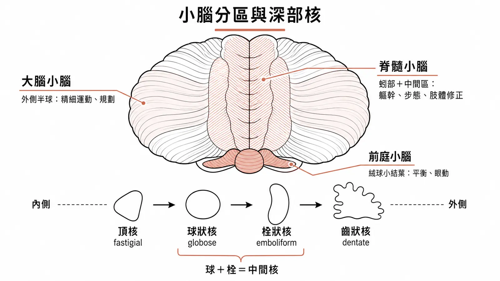 小腦三功能區:前庭小腦管平衡眼動、脊髓小腦管軀幹肢體修正、大腦小腦管精細運動