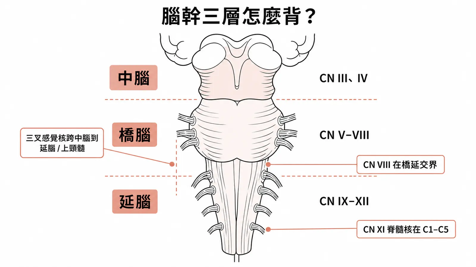 腦幹三層與顱神經核:中腦 CN III IV、橋腦 CN V 至 VIII、延腦 CN IX 至 XII,並標出跨層例外