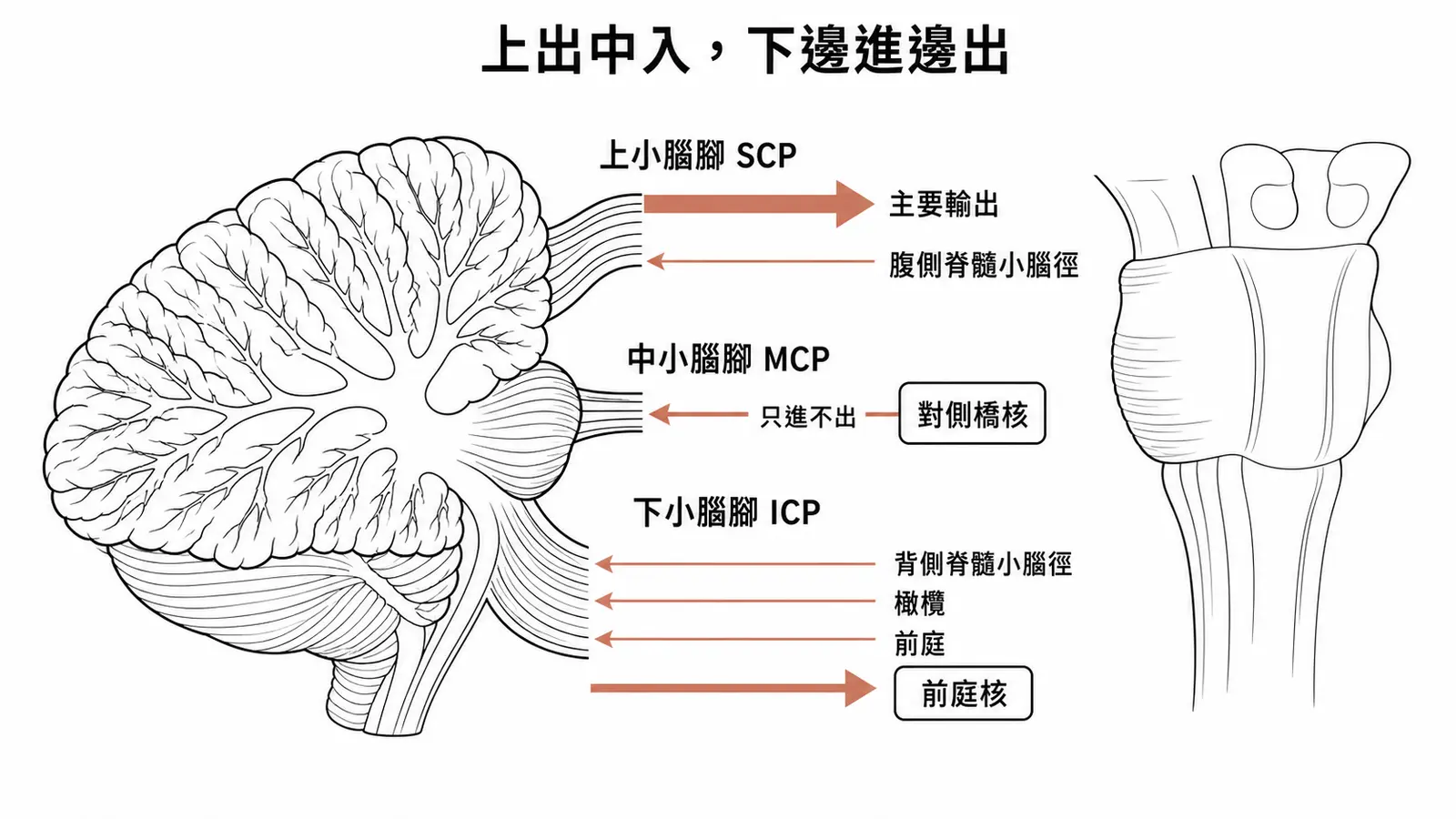 三對小腦腳方向:上小腦腳以輸出為主、中小腦腳只有輸入、下小腦腳同時有輸入與輸出