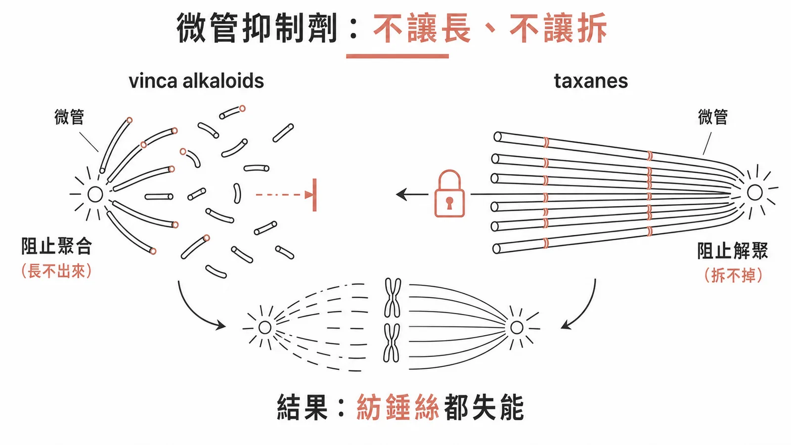 微管抑制劑左右對照:vinca alkaloids 阻止微管聚合、微管長不出來;taxanes 阻止微管解聚、把微管過度穩定住拆不掉,兩者最後都讓紡錘絲無法正常運作