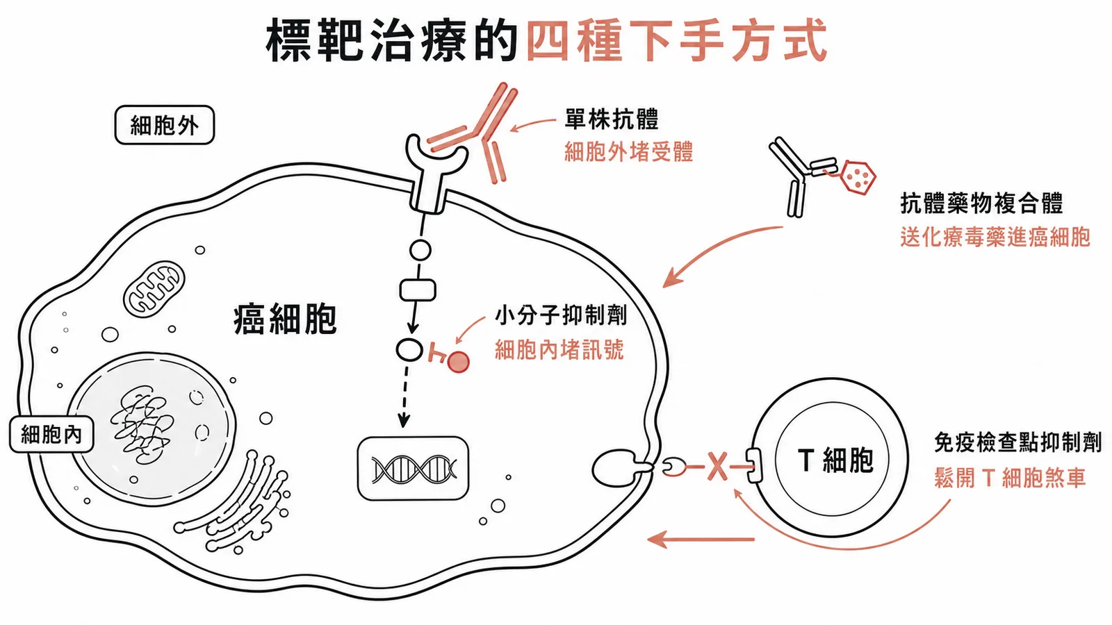 標靶治療四大類作用位置對照:單株抗體從細胞外堵受體、小分子抑制劑鑽進細胞內堵激酶訊號、抗體藥物複合體把化療毒藥送進癌細胞、免疫檢查點抑制劑鬆開 T 細胞煞車