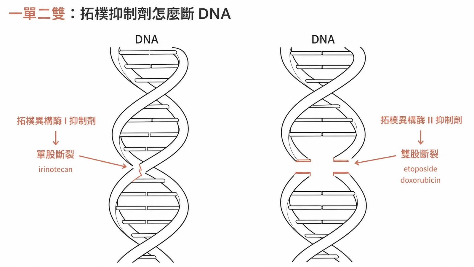 拓樸異構酶抑制劑左右對照:拓樸異構酶 I 抑制劑(irinotecan)造成 DNA 單股斷裂、拓樸異構酶 II 抑制劑(etoposide、doxorubicin)造成 DNA 雙股斷裂,口訣一單二雙