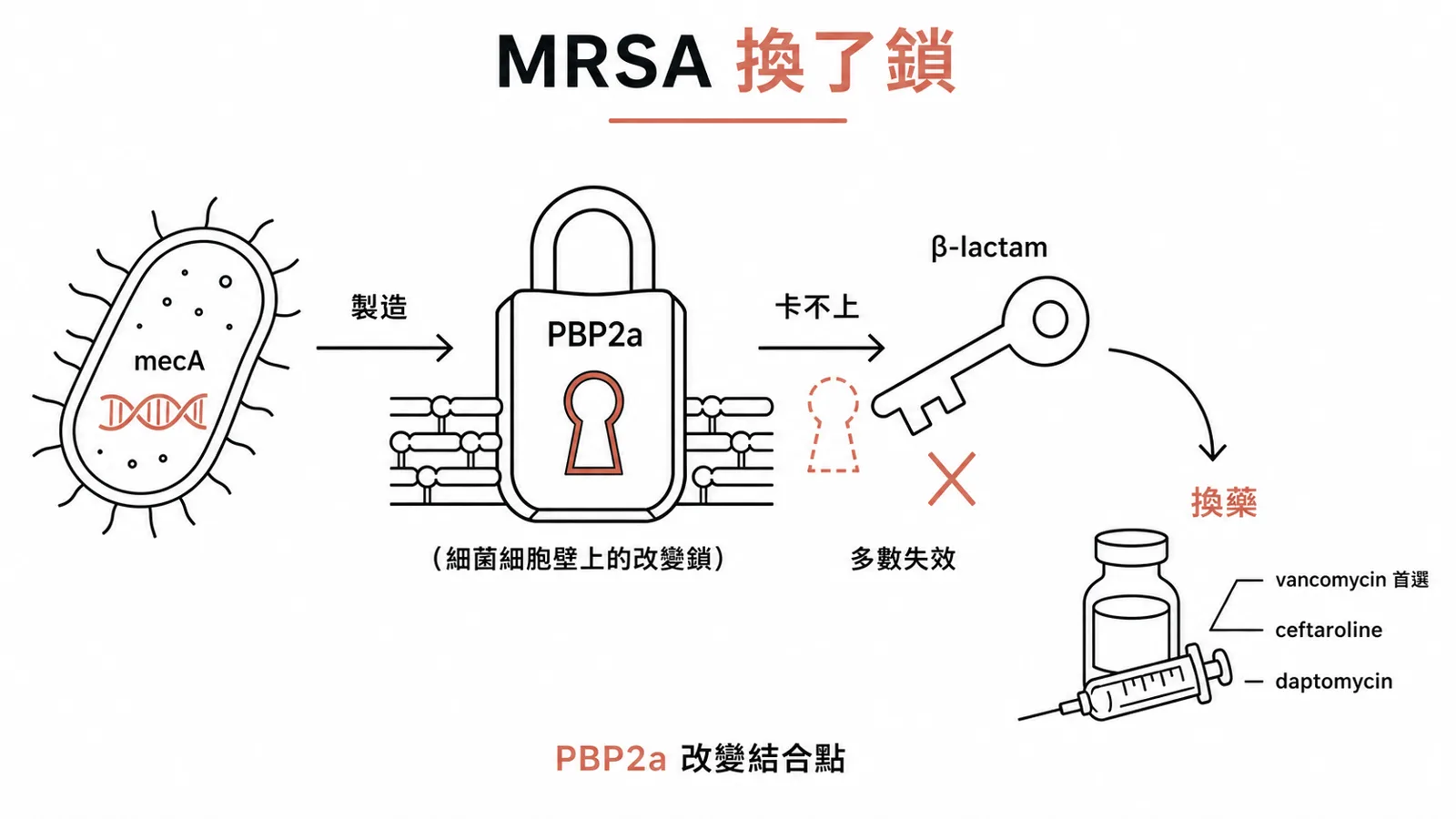 MRSA 靠 mecA 做出 PBP2a、讓多數 β-lactam 抓不住,改用 vancomycin、5 代 ceftaroline 或 daptomycin