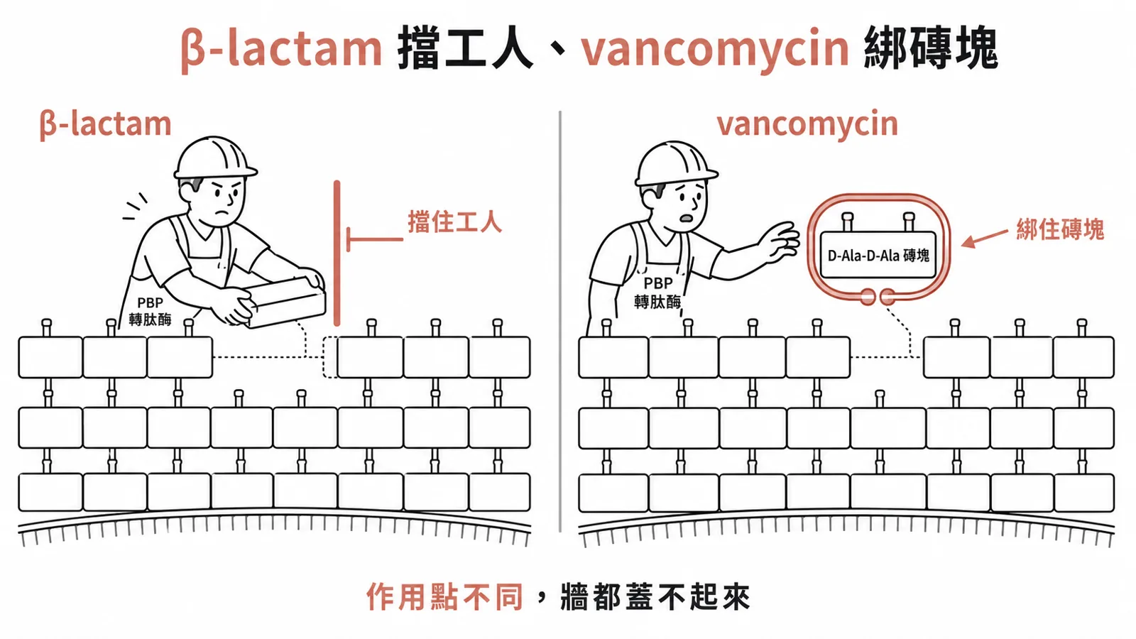 vancomycin 直接綁住 peptidoglycan 前驅物末端的 D-Ala-D-Ala,和 β-lactam 擋轉肽酶不同