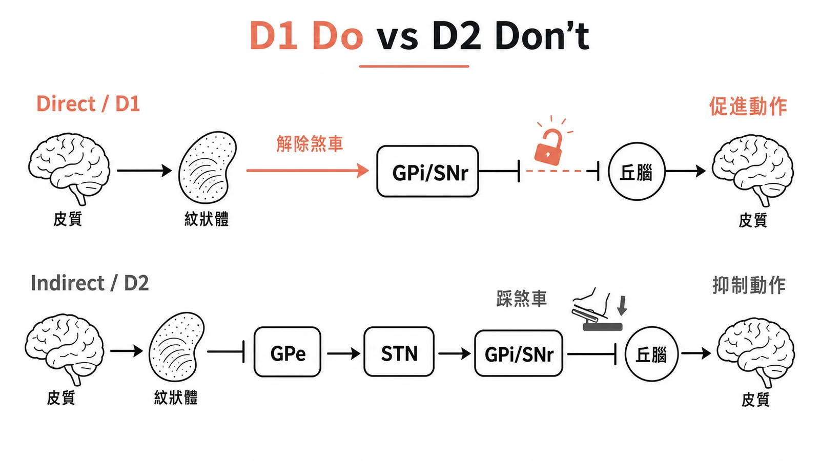 基底核直接通路與間接通路:D1 Do 促進動作、D2 Don't 踩煞車