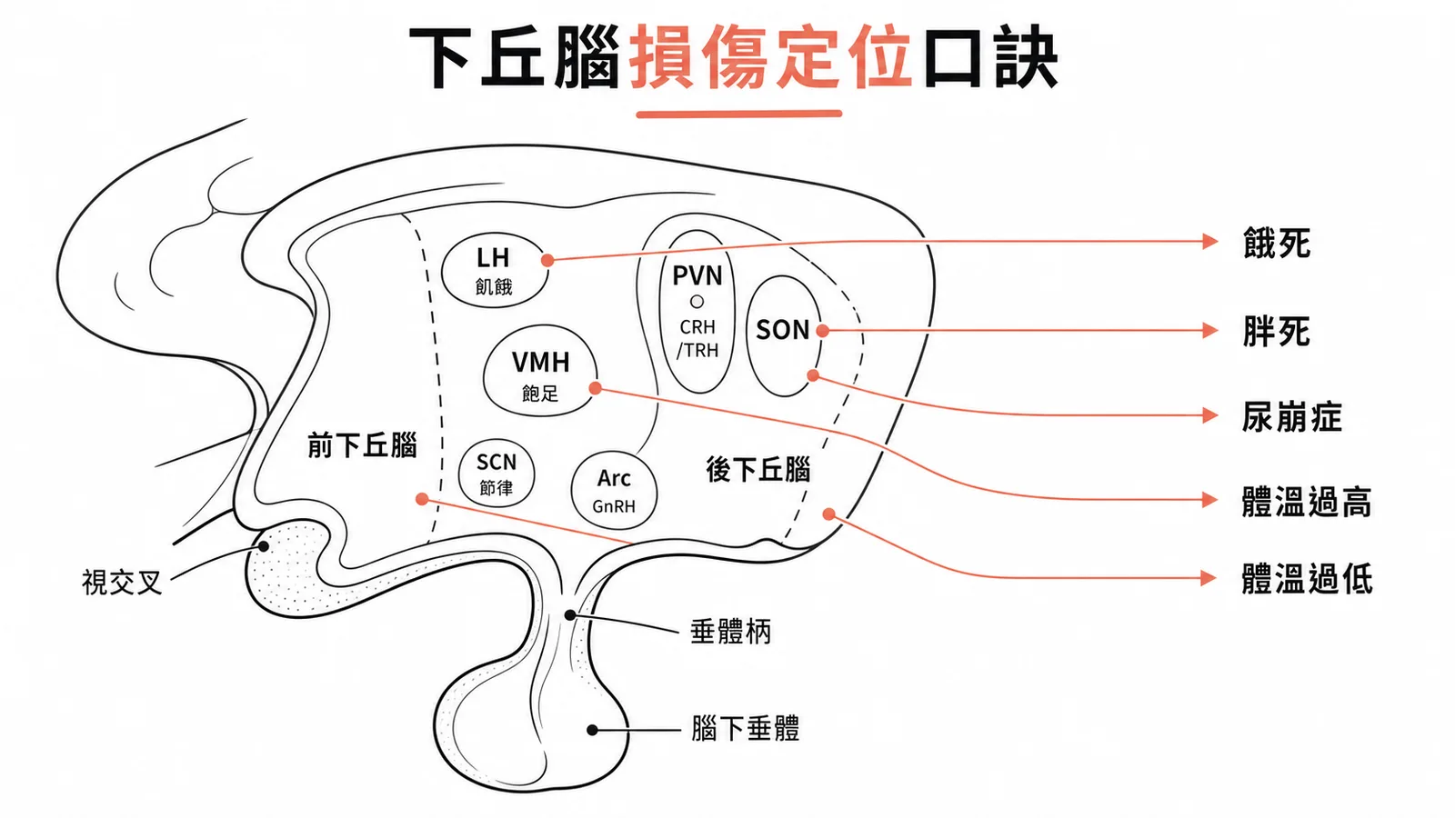 下丘腦損傷定位口訣:LH 餓死、VMH 胖死、前冷後熱