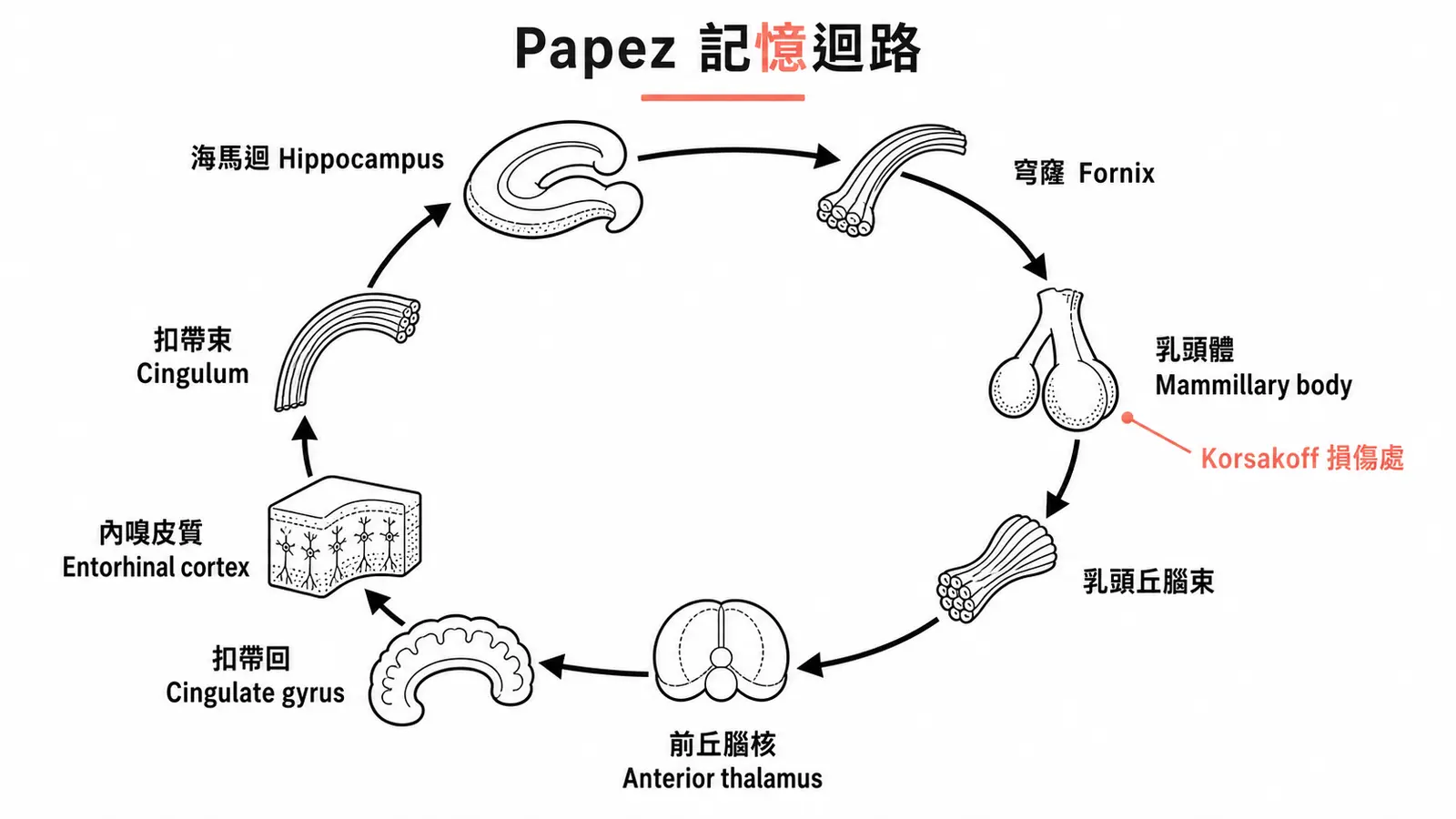 Papez 記憶迴路:海馬迴→穹窿→乳頭體→前丘腦核→扣帶回→內嗅皮質,環形箭頭串接