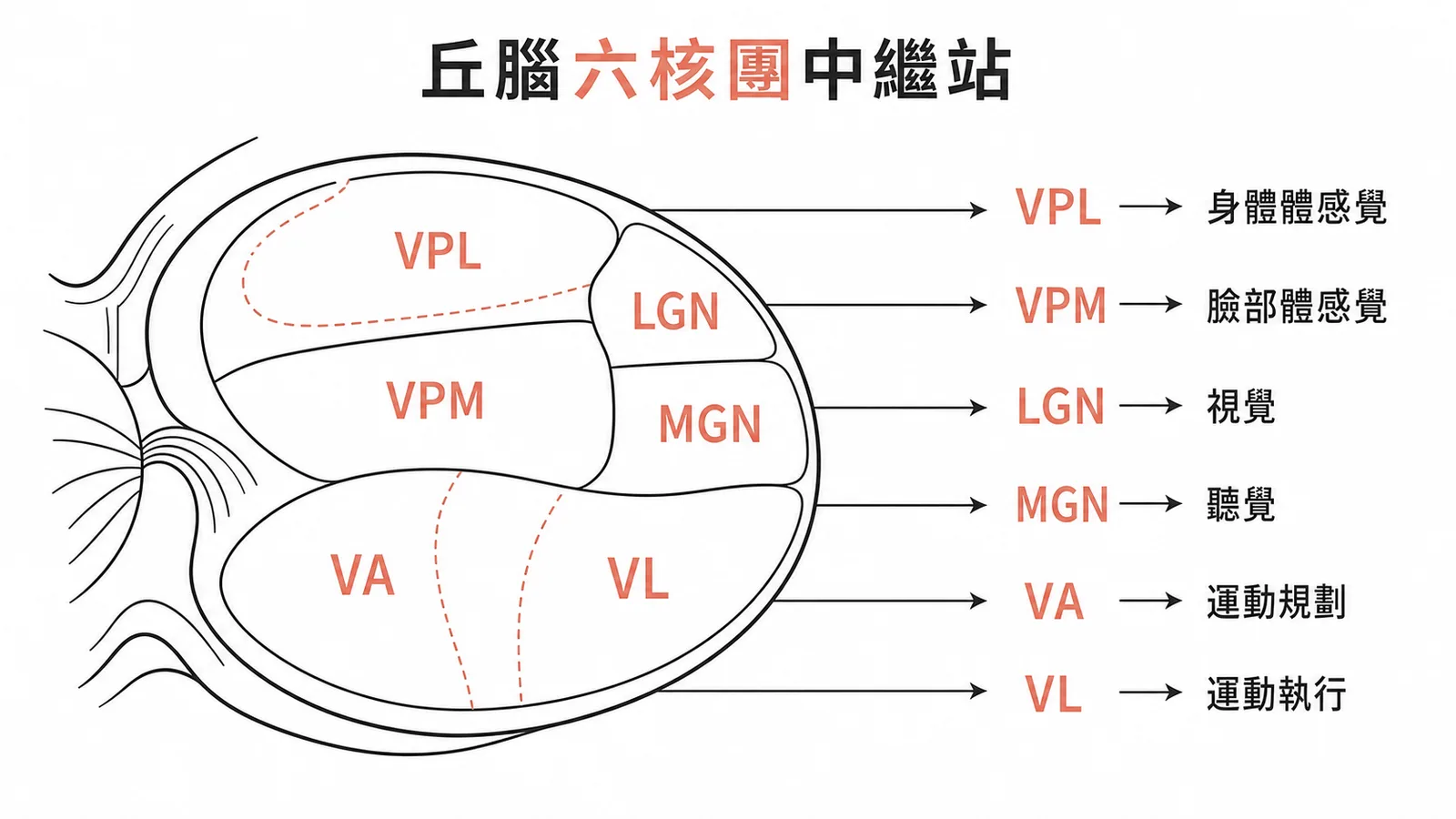 丘腦六核團中繼站:VPL/VPM 接體感覺、LGN/MGN 接視聽覺、VA/VL 接運動迴路