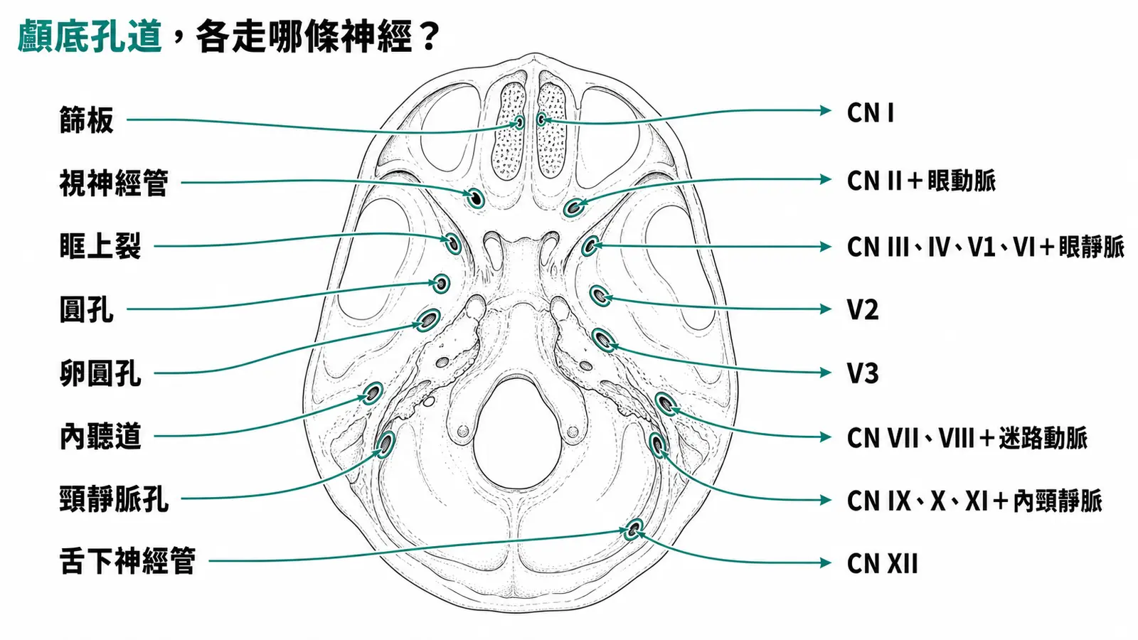 顱底孔道與通過的顱神經分組對應：篩板 CN I、視神經管 CN II、眶上裂 III IV V1 VI、頸靜脈孔 IX X XI 等