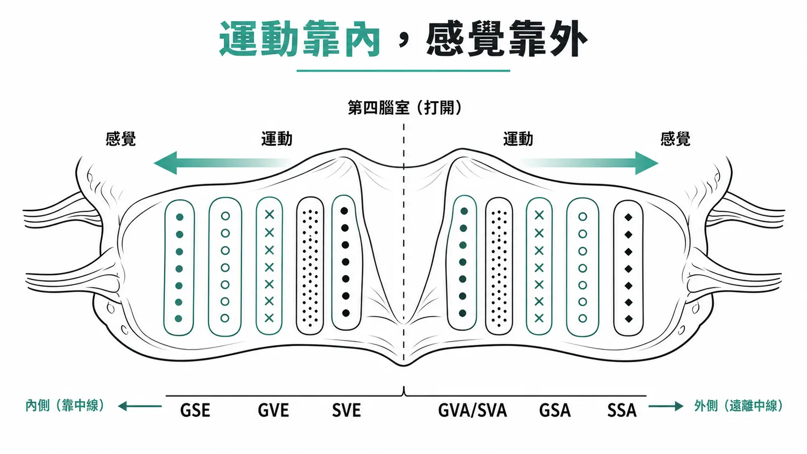 腦幹功能柱排列：運動核靠內側中線、感覺核靠外側，GSE 最內到 SSA 最外