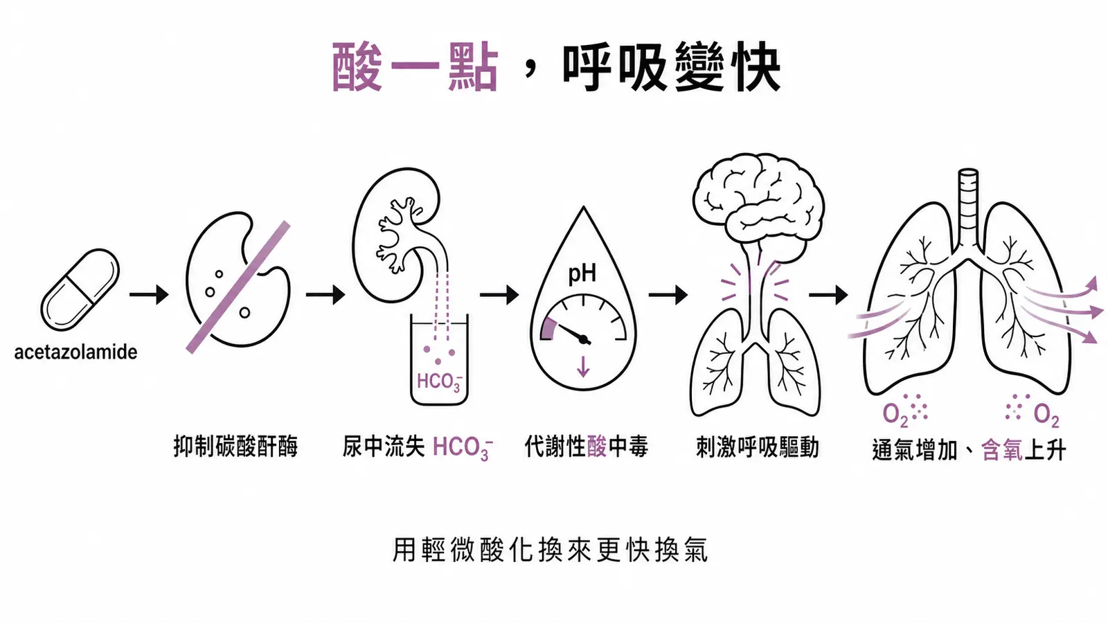 acetazolamide 治高山症:誘發代謝性酸中毒、刺激呼吸驅動、增加通氣與含氧