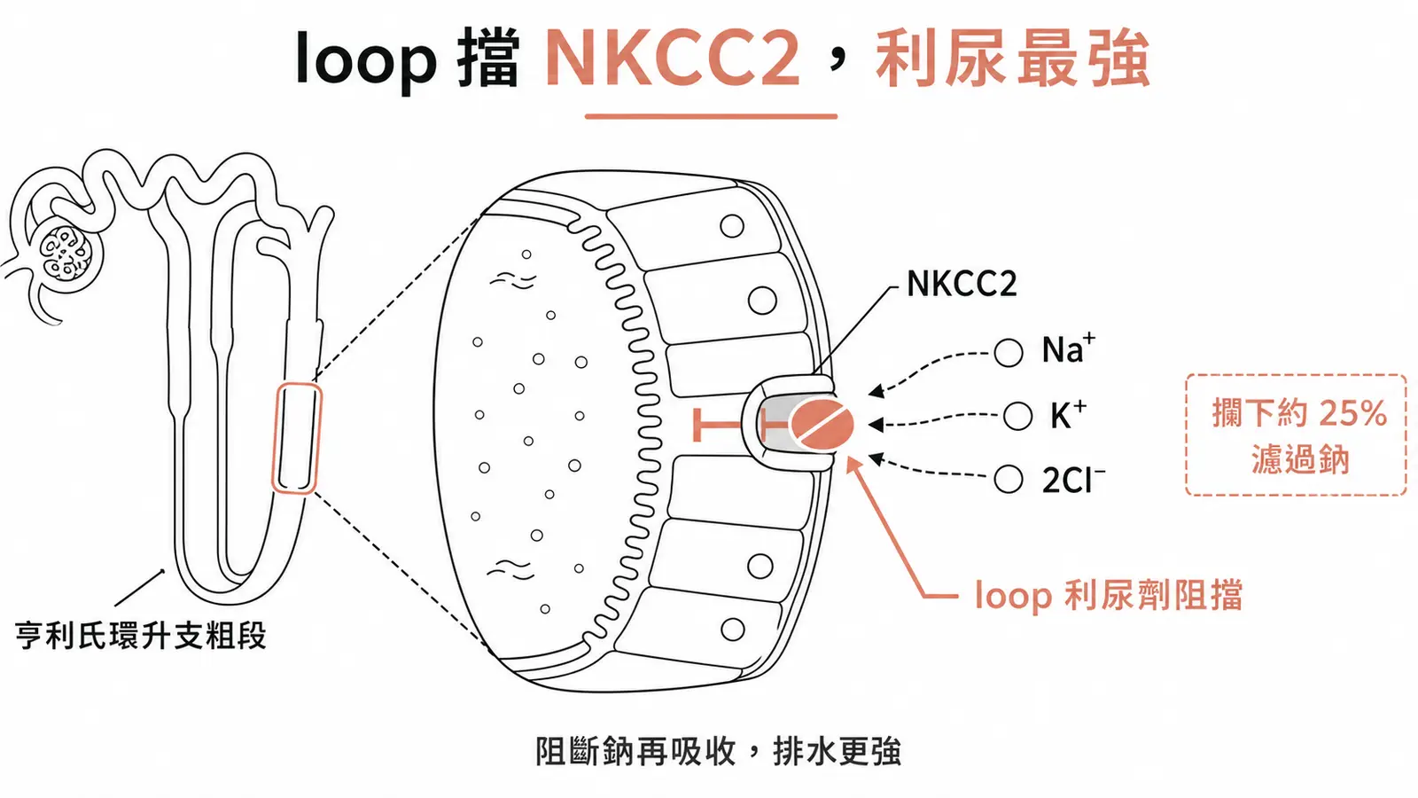 亨利氏環利尿劑擋住升支粗段的 NKCC2,攔下約 25% 濾過鈉,是最強的利尿劑