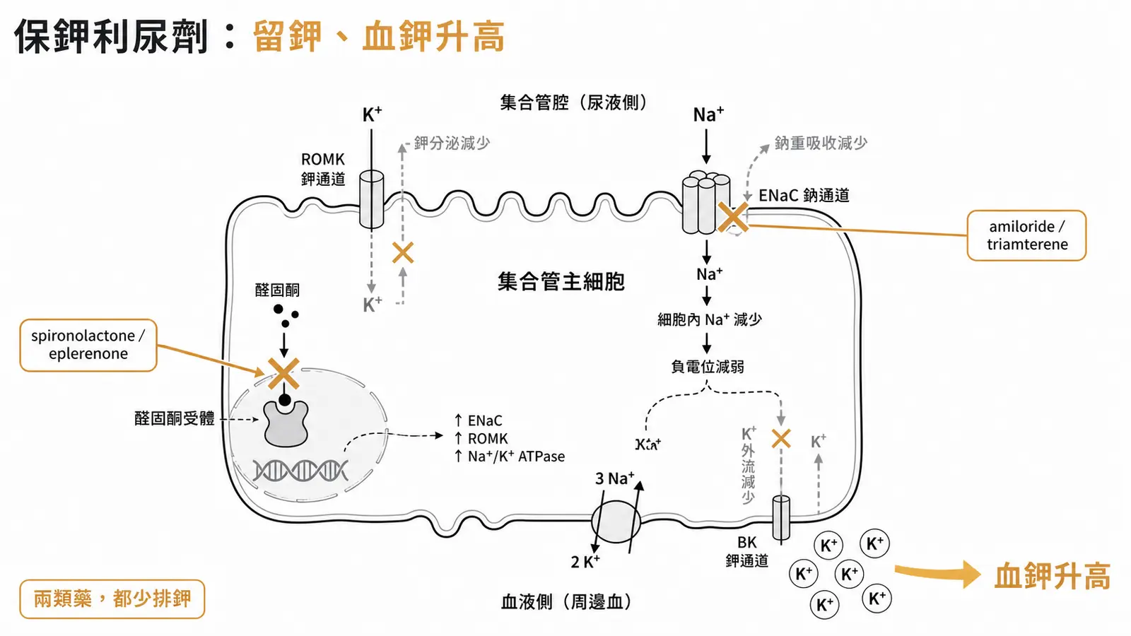 保鉀利尿劑作用在集尿管(醛固酮拮抗或擋 ENaC),減少排鉀,造成高血鉀