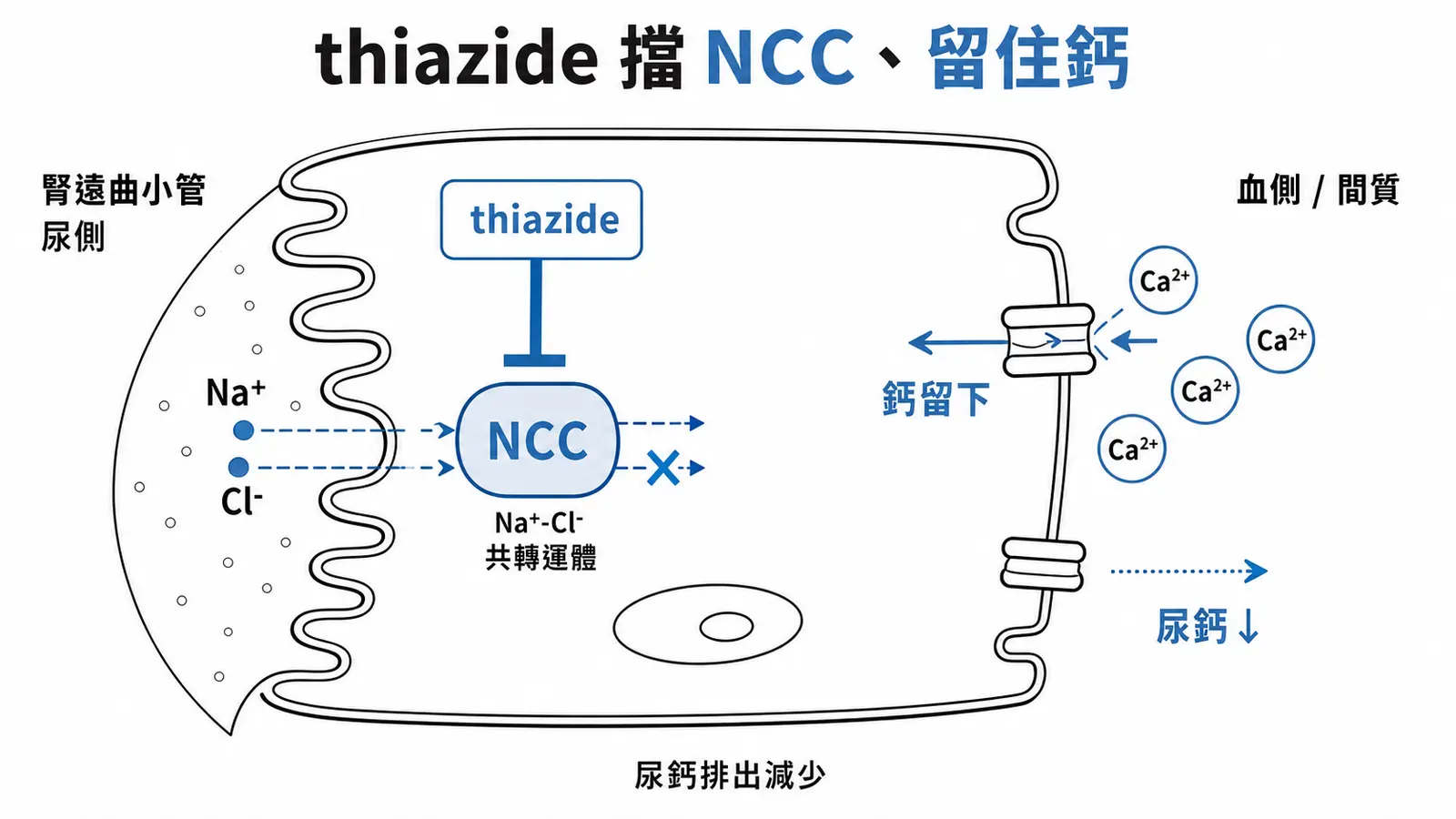 thiazide 擋住遠曲小管的 NCC,並減少尿鈣排出,可治高鈣尿與腎結石