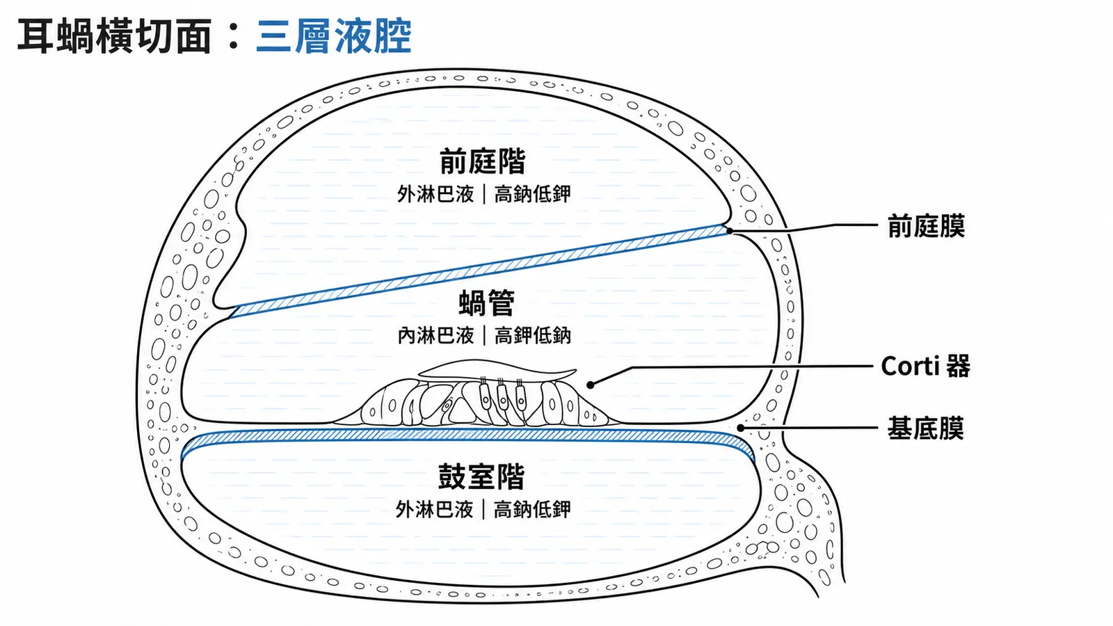 耳蝸橫切面示意圖：前庭階與鼓室階充外淋巴液、蝸管充內淋巴液，前庭膜與基底膜分隔三層，Corti 器位於基底膜上