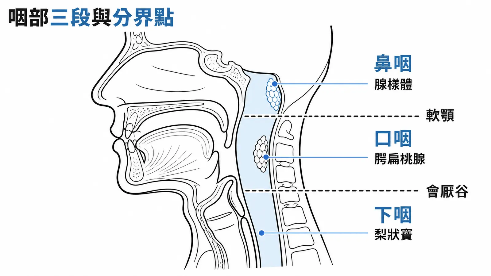 咽部三段分區示意圖：鼻咽位於軟顎以上、口咽從軟顎到會厭谷、下咽與喉並行到上食道括約肌