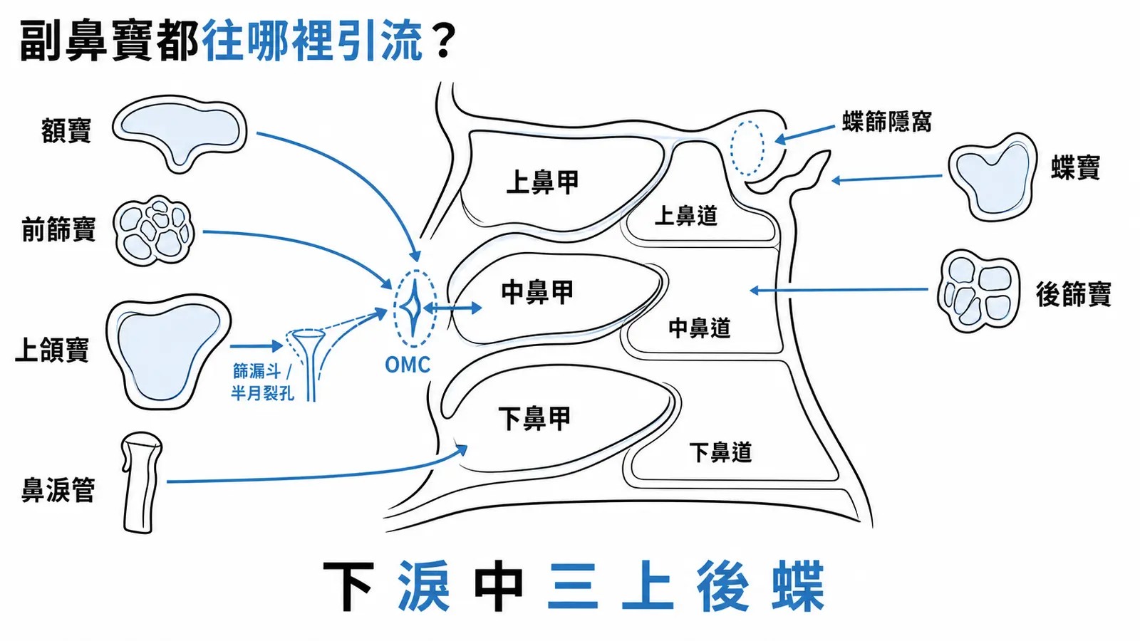 副鼻竇引流方向示意圖：前篩、額竇、上頜竇引流至中鼻道 OMC，後篩竇至上鼻道，蝶竇至蝶篩隱窩，鼻淚管至下鼻道