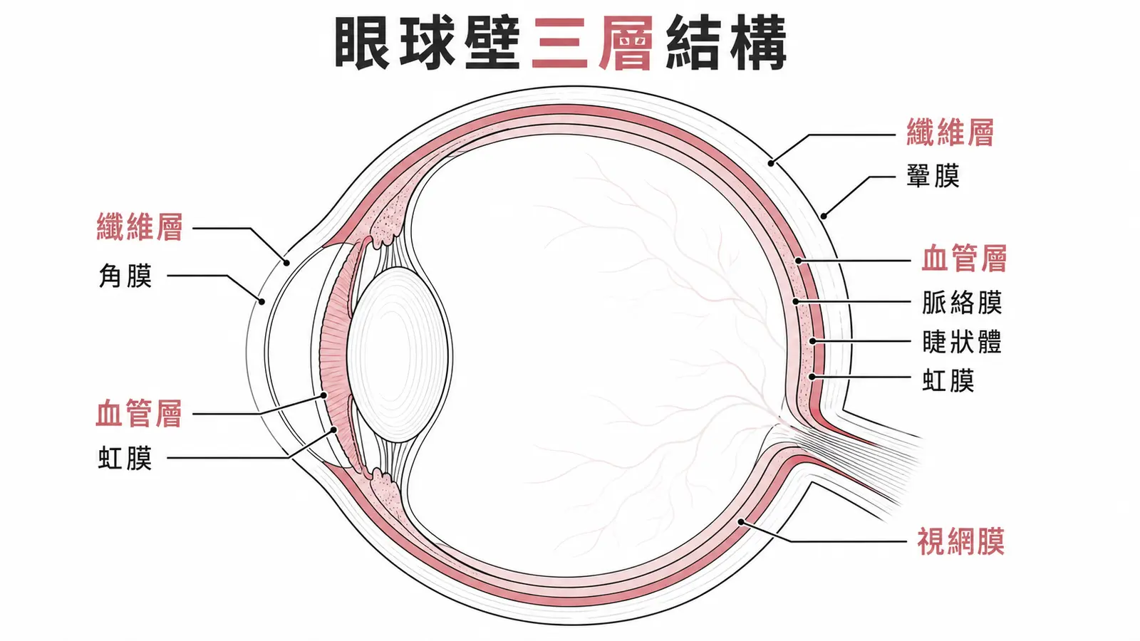 眼球壁三層結構橫切面示意圖:外層纖維層(鞏膜+角膜)、中層血管層(脈絡膜+睫狀體+虹膜)、內層神經層(視網膜)
