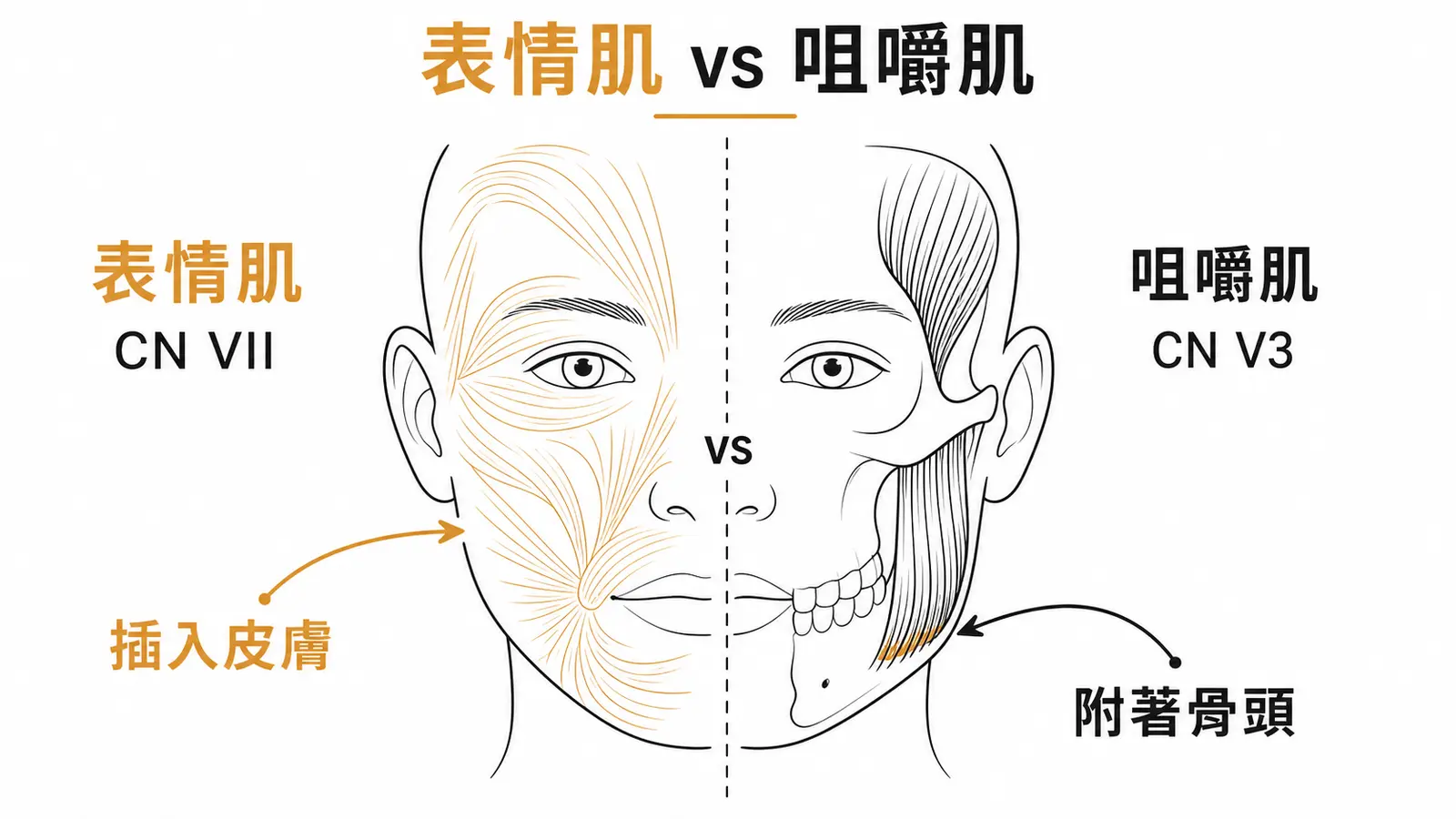 表情肌與咀嚼肌對比圖：表情肌由 CN VII 支配且插入皮膚，咀嚼肌由 CN V3 支配且附著骨頭