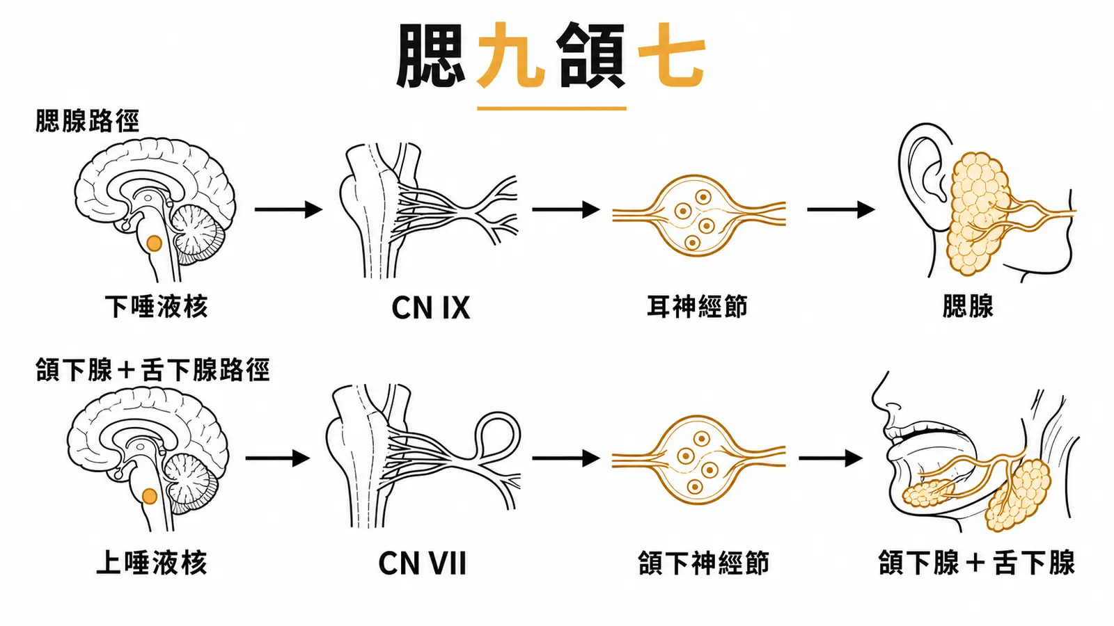 唾液腺副交感路徑對比圖：腮腺走 CN IX 經 otic ganglion，頜下腺和舌下腺走 CN VII 經 submandibular ganglion