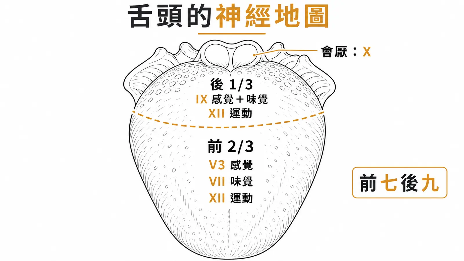 舌頭神經支配地圖：前 2/3 感覺走 CN V3、味覺走 CN VII；後 1/3 感覺和味覺都走 CN IX