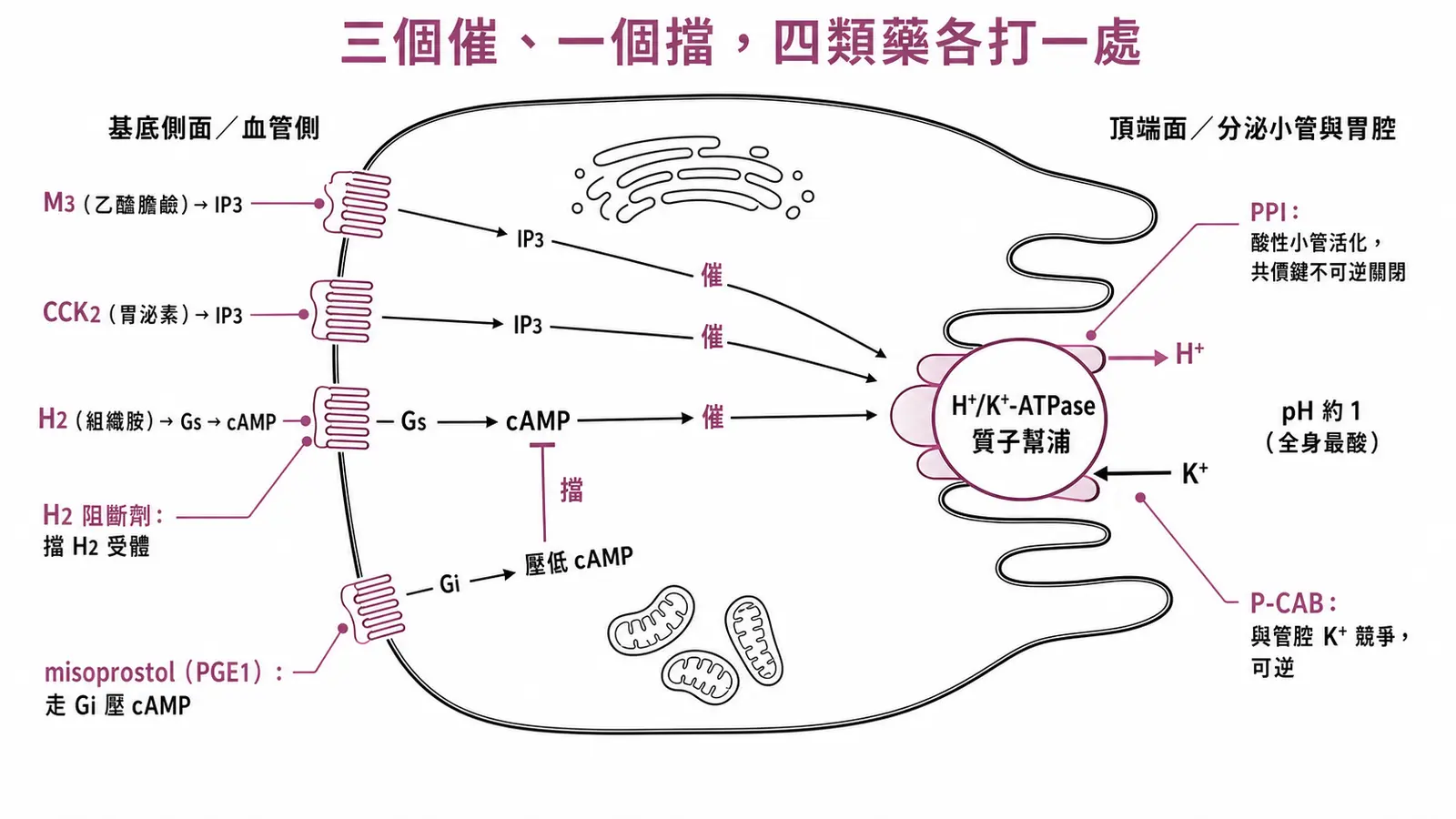 胃壁細胞泌酸與四類制酸藥示意圖：基底側面的 M3（乙醯膽鹼，走 IP3）、CCK2（胃泌素，走 IP3）、H2（組織胺，走 Gs→cAMP）三個受體催胃酸，前列腺素 E 經 Gi 壓低 cAMP 擋胃酸；H2 阻斷劑擋 H2 受體、misoprostol 走 Gi、PPI 在酸性小管活化後與質子幫浦形成共價鍵不可逆關閉、P-CAB 與管腔鉀離子競爭可逆擋住幫浦