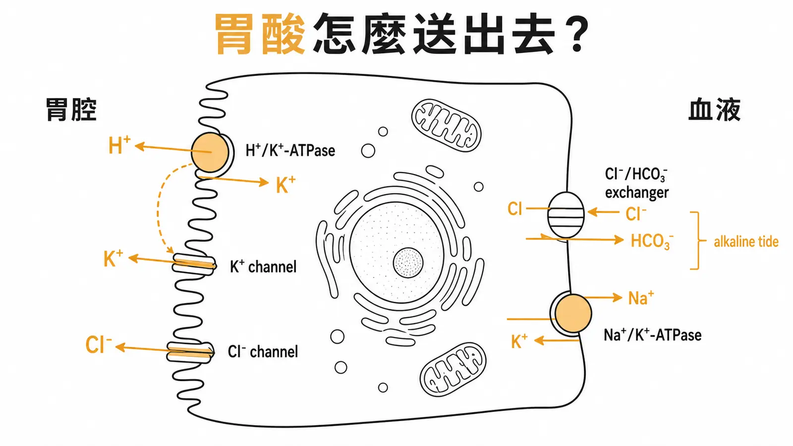 胃壁細胞頂端膜與基底外側膜的胃酸運輸器定位