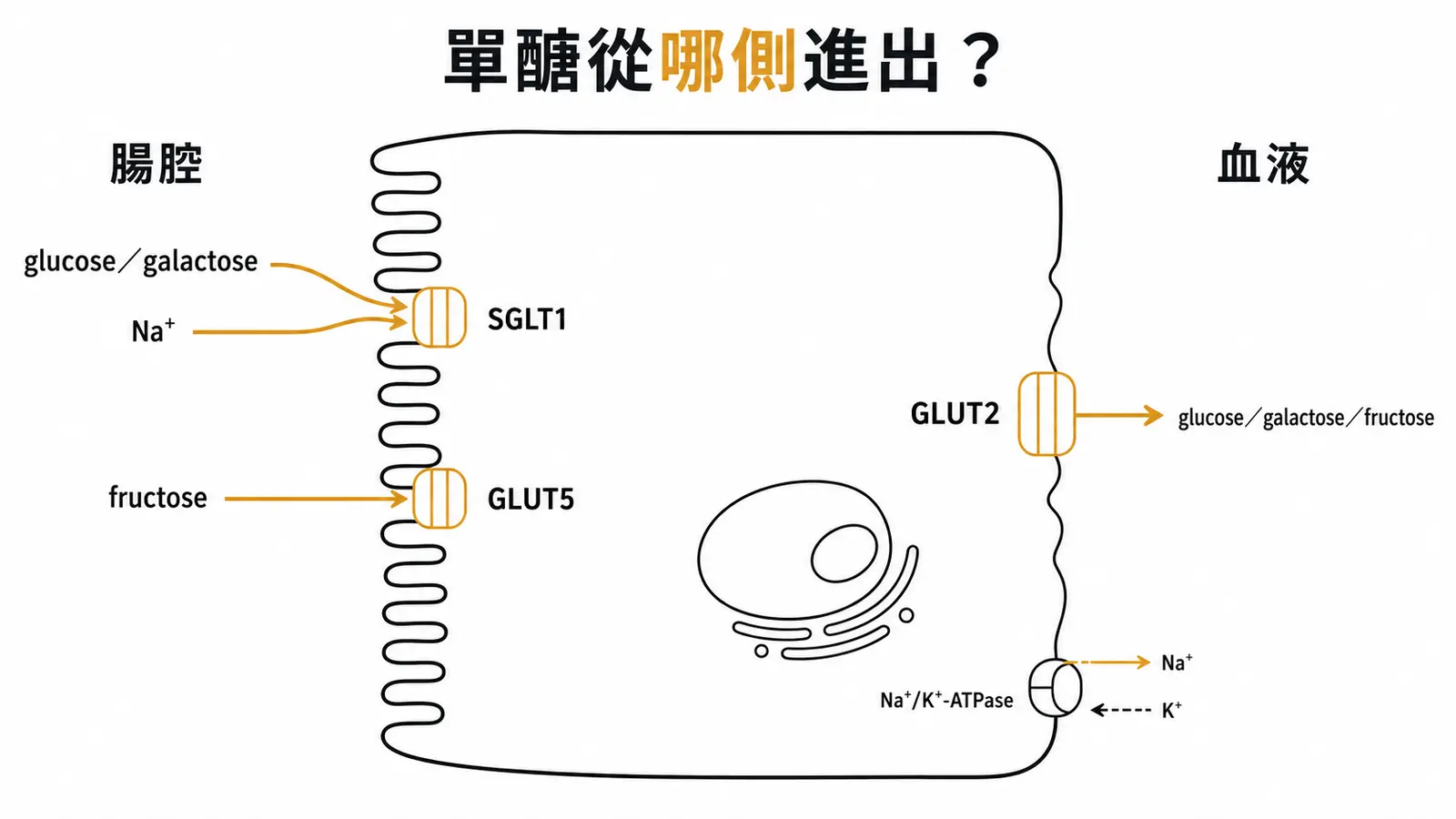 小腸上皮單醣吸收的頂端與基底外側運輸蛋白定位