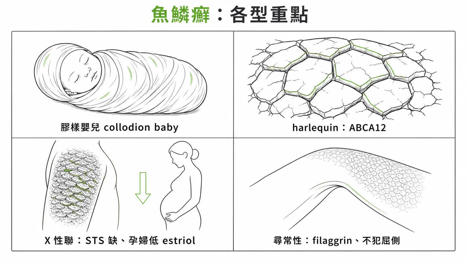 魚鱗癬重點型別：出生時常見緊繃發亮的膠樣嬰兒（collodion baby）；harlequin 型 ABCA12、盔甲樣厚板；X 性聯型 STS 酶缺、深棕鱗屑且孕婦低 estriol；尋常性魚鱗癬 filaggrin、細白鱗屑不犯屈側