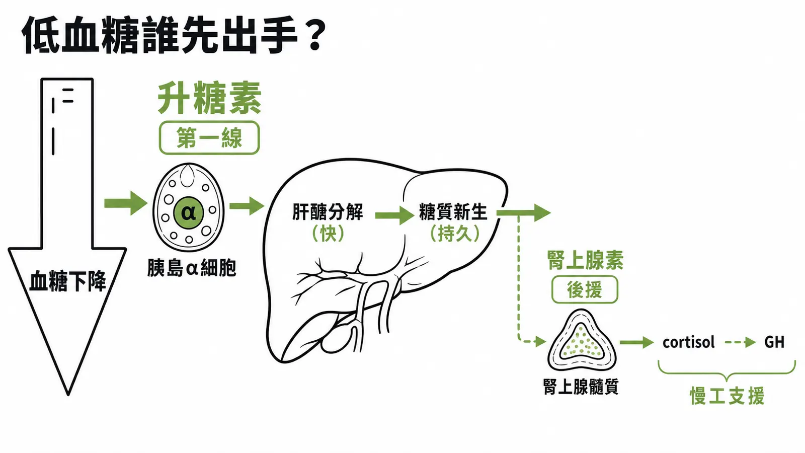 低血糖反調節荷爾蒙的出場順序