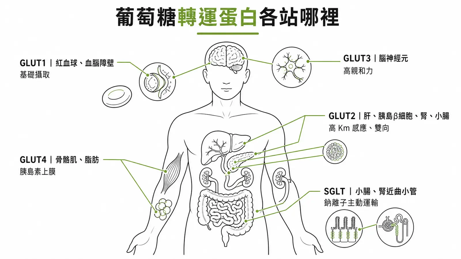 GLUT1至GLUT4與SGLT的組織分布對照