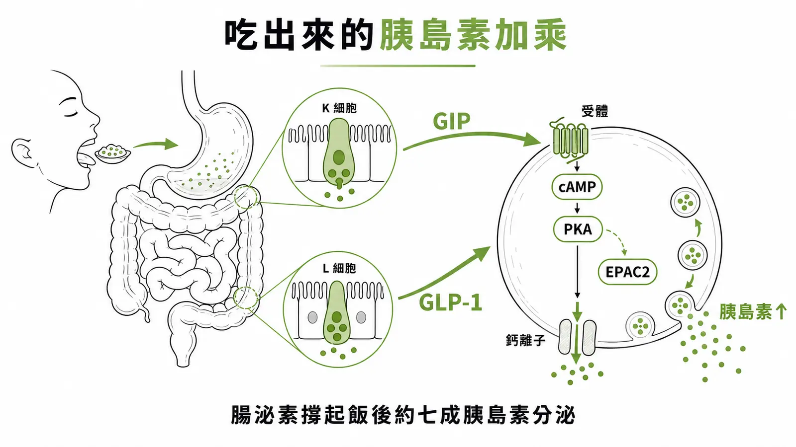 腸泌素GLP-1與GIP放大胰島素分泌