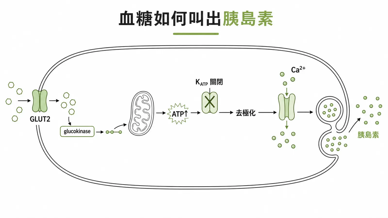 β細胞感應血糖並分泌胰島素的訊號鏈