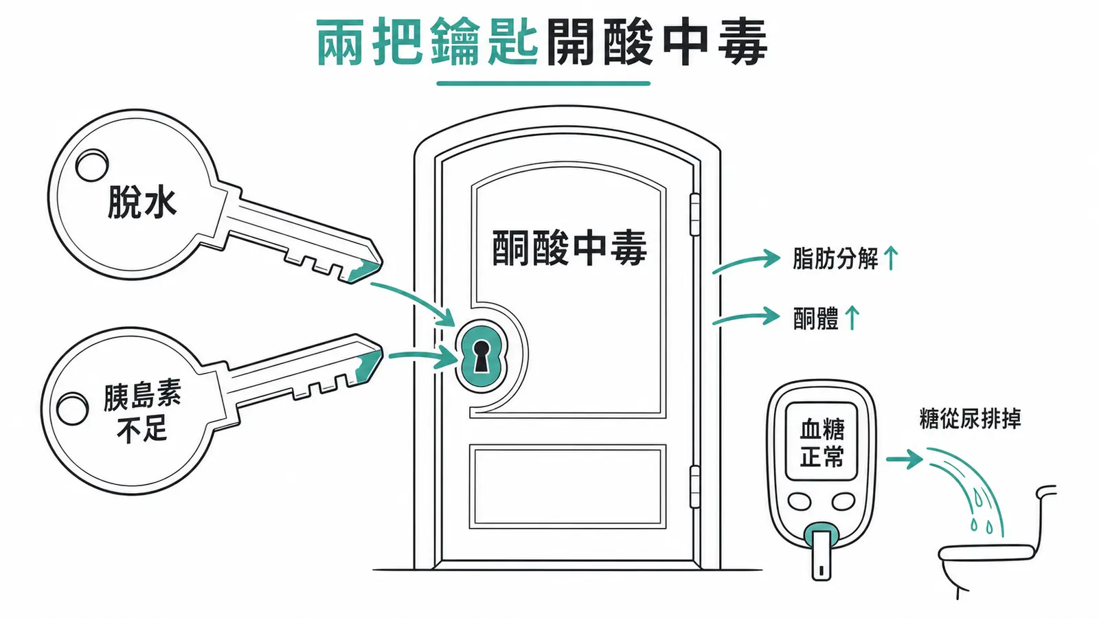SGLT2 抑制劑導致正常血糖酮酸中毒的機轉線稿圖