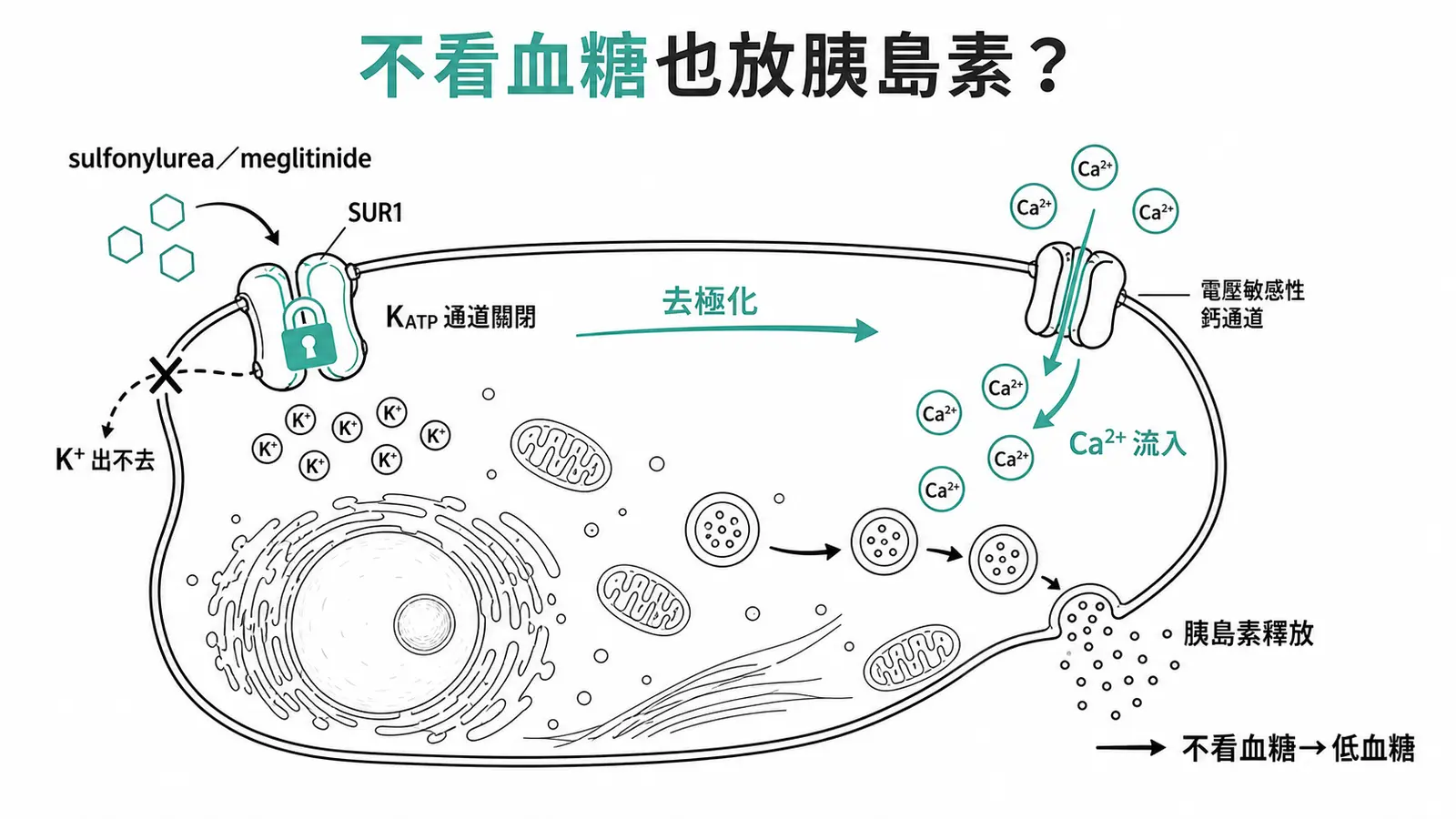 Sulfonylurea 關閉 KATP 通道刺激胰島素分泌線稿圖