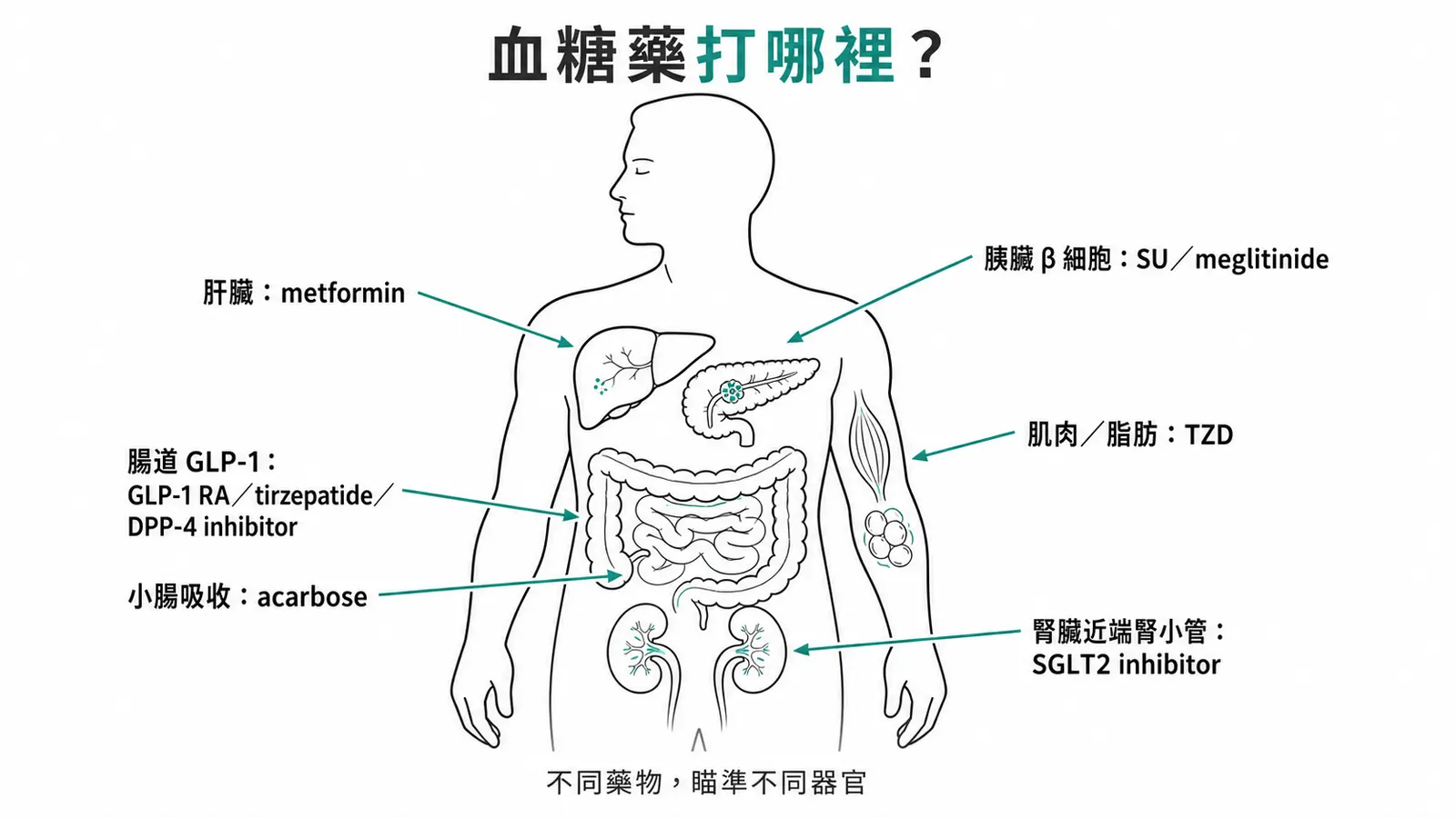 降血糖藥物各類作用靶點總覽線稿圖