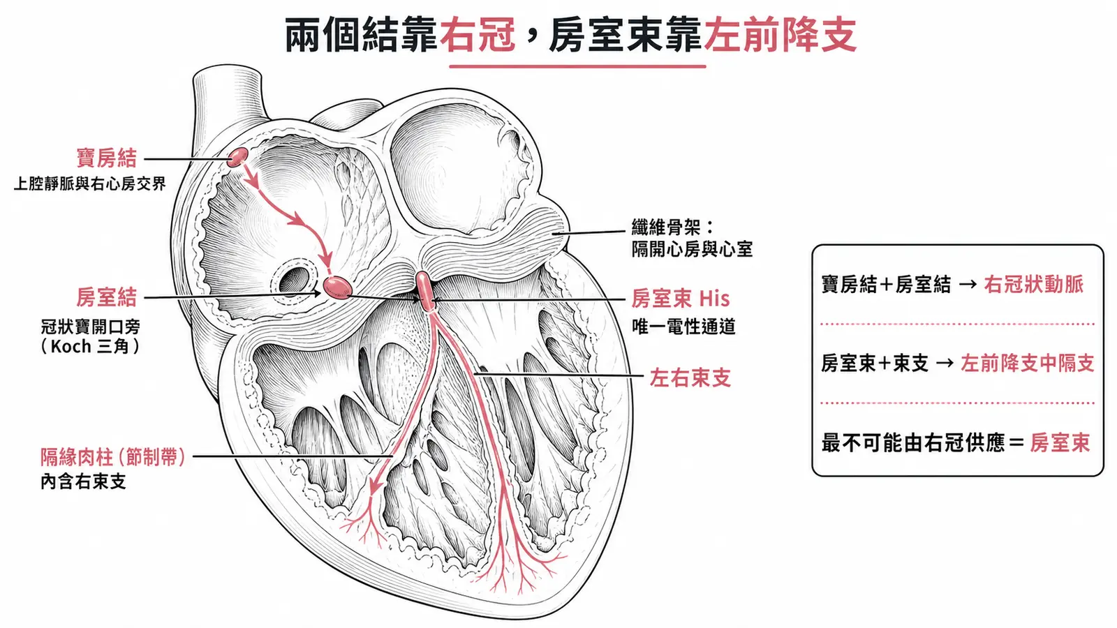 心臟傳導系統與血液供應:竇房結在上腔靜脈與右心房交界、房室結在冠狀竇開口旁(Koch 三角),訊號經房室束(心房到心室唯一的電性通道)傳到左右束支,右束支走在隔緣肉柱內;竇房結與房室結由右冠狀動脈供應,房室束與束支由左前降支中隔支供應