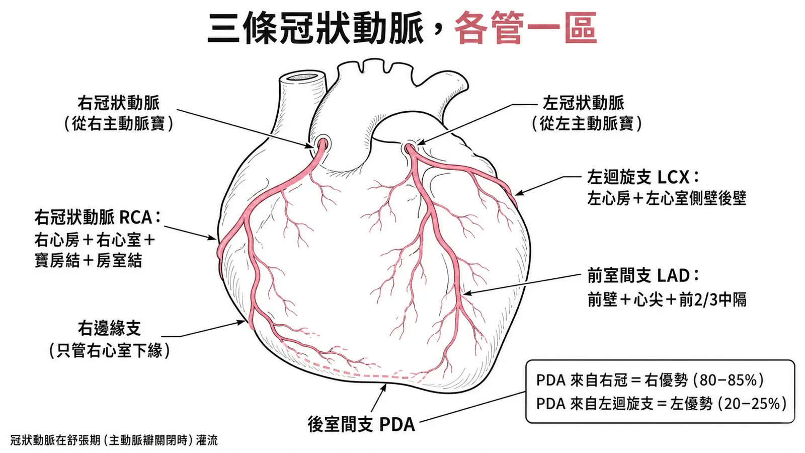 冠狀動脈分區示意圖:左前降支供應前壁、心尖與前2/3中隔,左迴旋支供應左心房與左心室側壁後壁,右冠狀動脈供應右心房、右心室、竇房結與房室結;後室間支由右冠發出為右優勢(80–85%)、由左迴旋支發出為左優勢(20–25%)