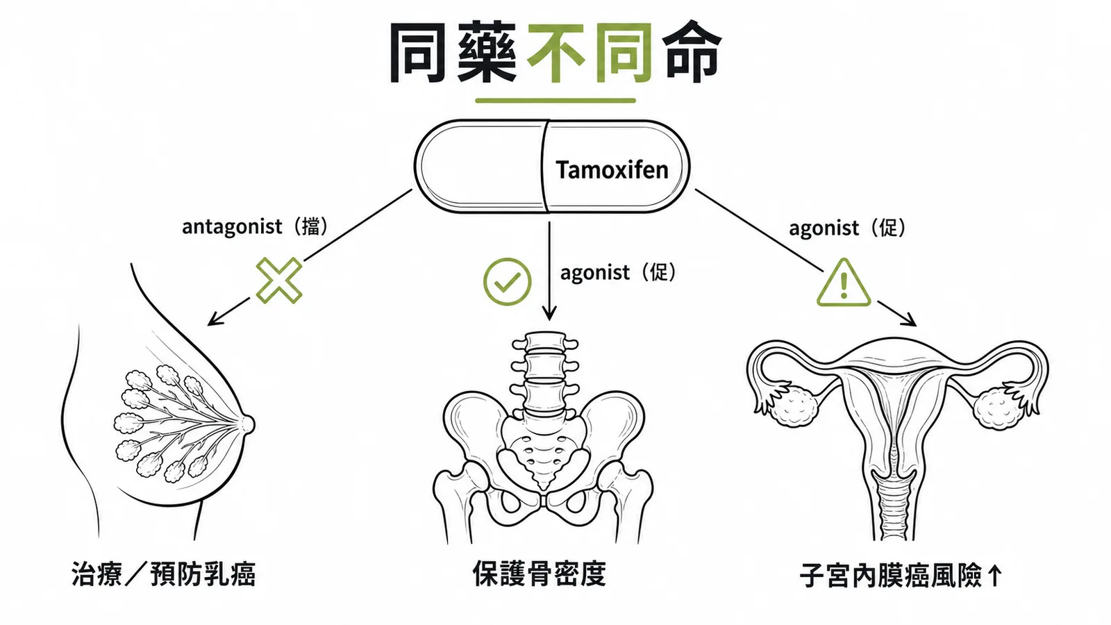 Tamoxifen 在不同組織的選擇性作用：乳房擋、骨骼促、子宮促