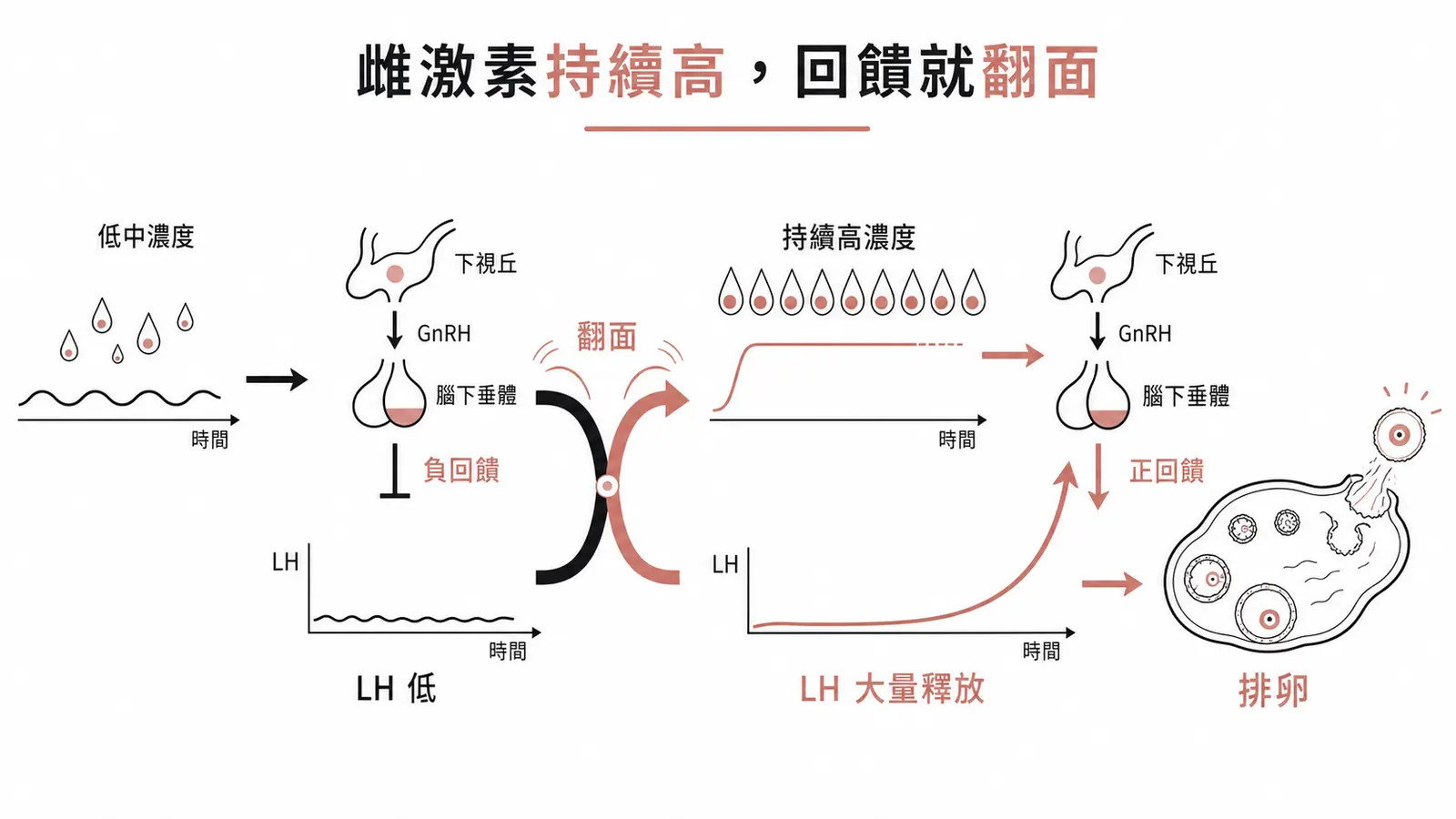 雌激素回饋翻面：低中濃度時負回饋壓住 LH，持續高濃度時翻成正回饋引爆 LH surge 而排卵