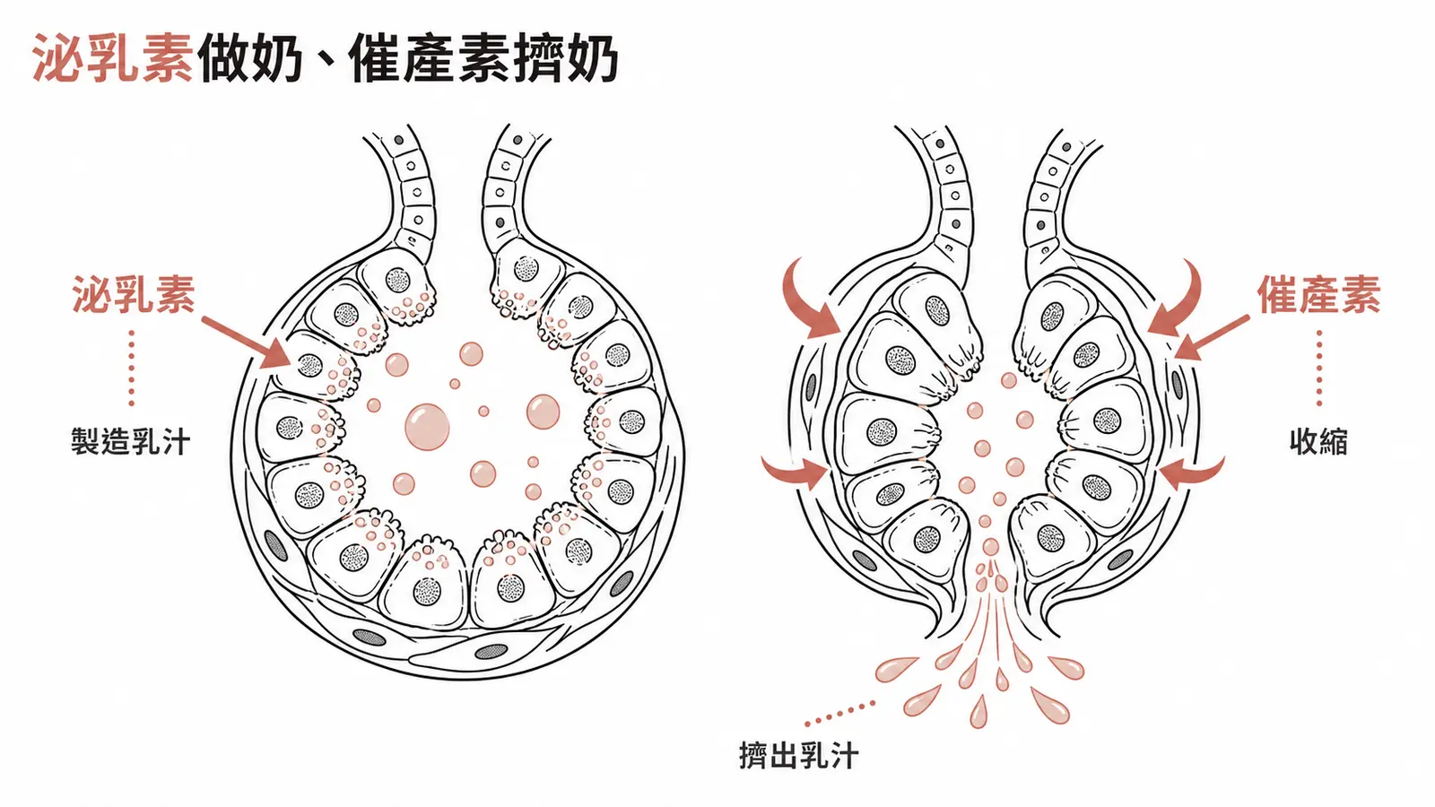 泌乳素負責製造乳汁、催產素收縮肌上皮細胞把乳汁擠出的分工對照