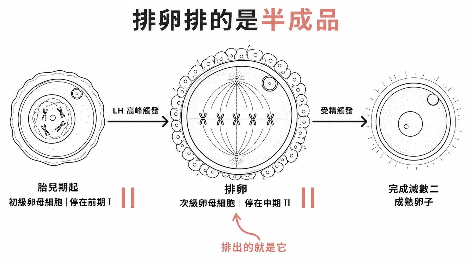 卵子減數分裂的兩個停格：初級卵母細胞停在前期 I，LH surge 後次級卵母細胞停在中期 II 等受精